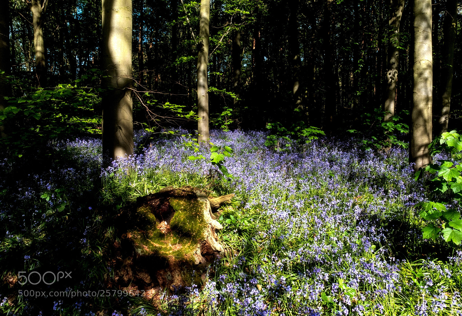 Fujifilm X-T2 sample photo. Bluebells forest photography
