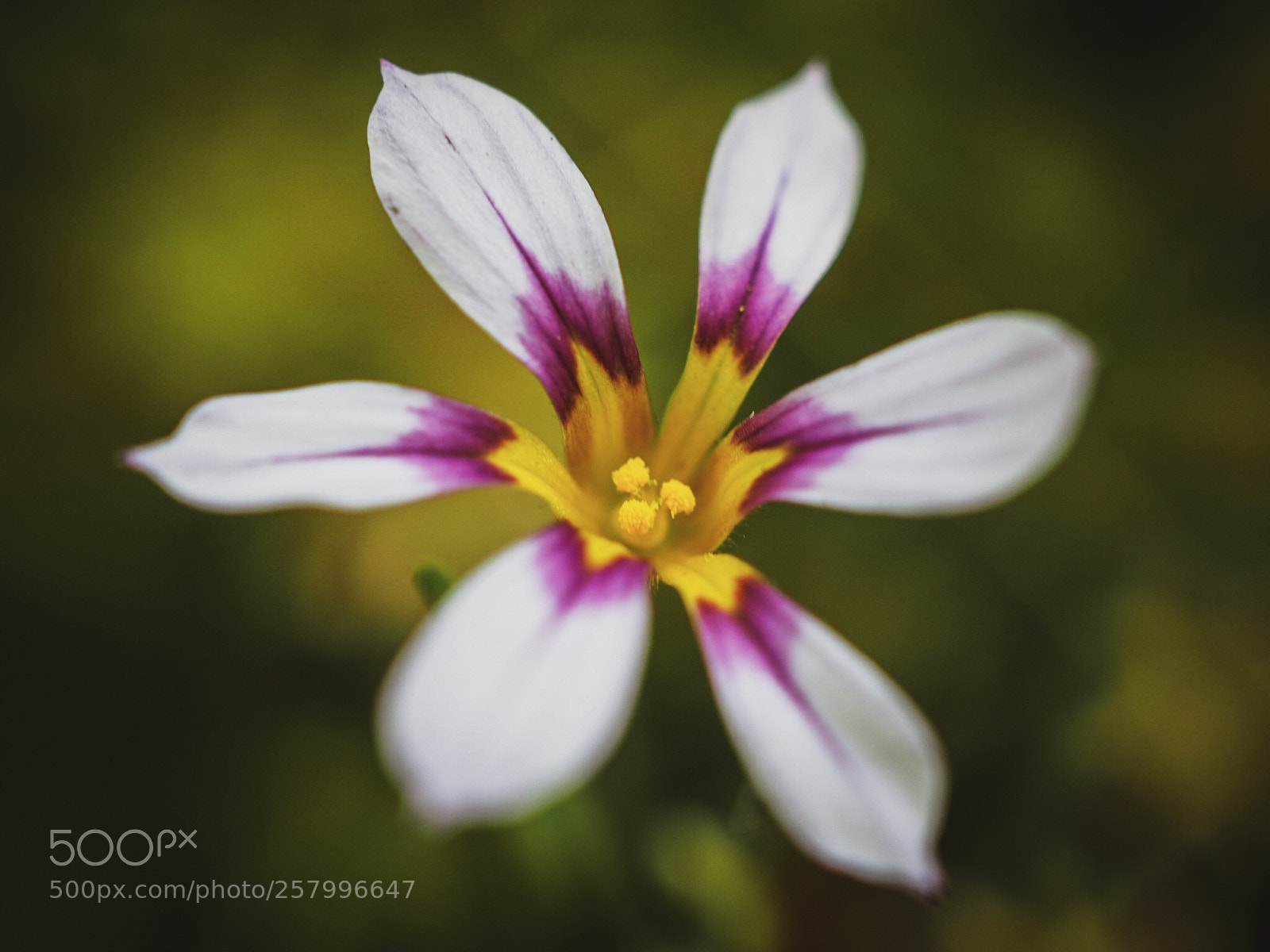 Olympus PEN-F sample photo. Garden flower photography
