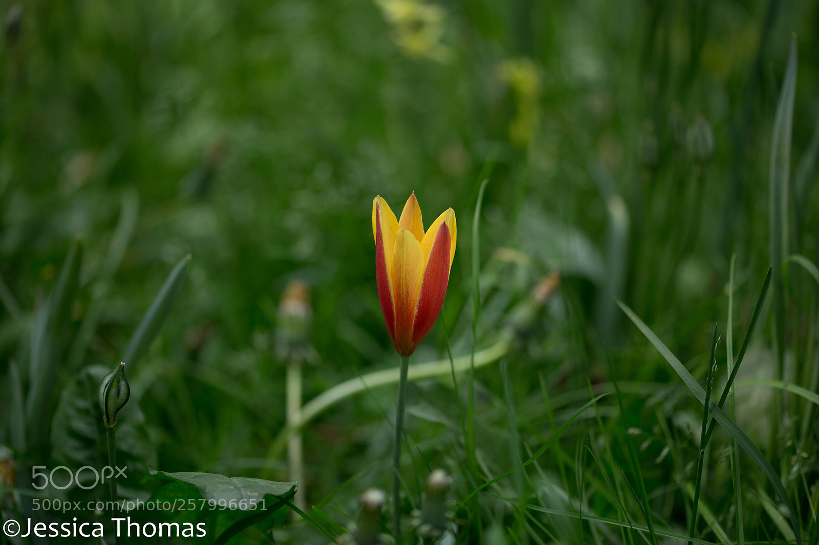 Canon EOS 6D sample photo. Untitled photography