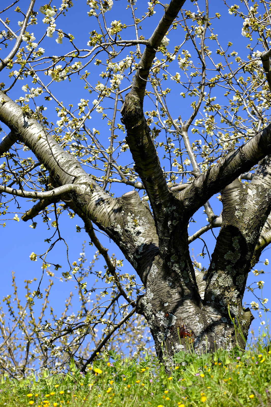 Fujifilm X-T2 sample photo. Cherry blossoms in spain photography
