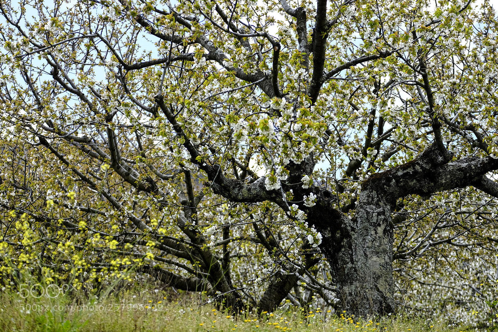 Fujifilm X-T2 sample photo. Cherry blossoms in spain photography