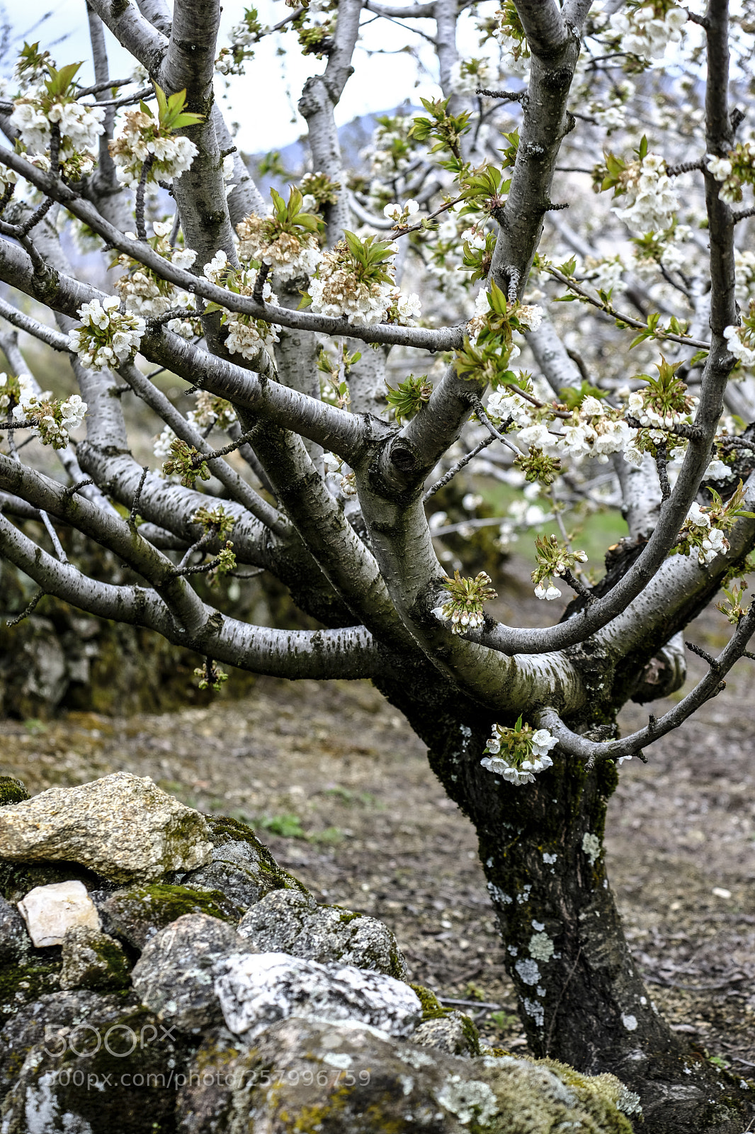 Fujifilm X-T2 sample photo. Cherry blossoms in spain photography