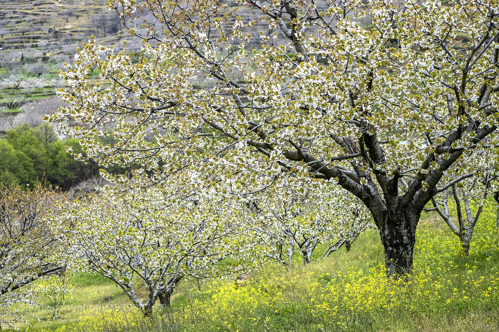 Fujifilm X-T2 sample photo. Cherry blossoms in spain photography