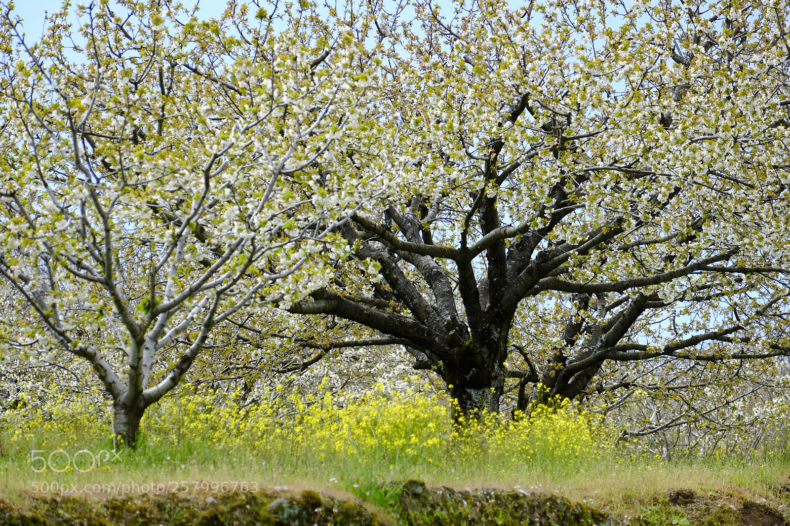 Fujifilm X-T2 sample photo. Cherry blossoms in spain photography