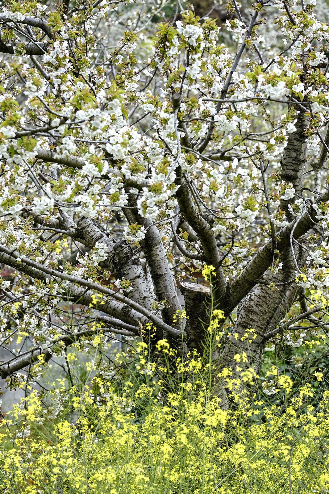 Fujifilm X-T2 sample photo. Cherry blossoms in spain photography