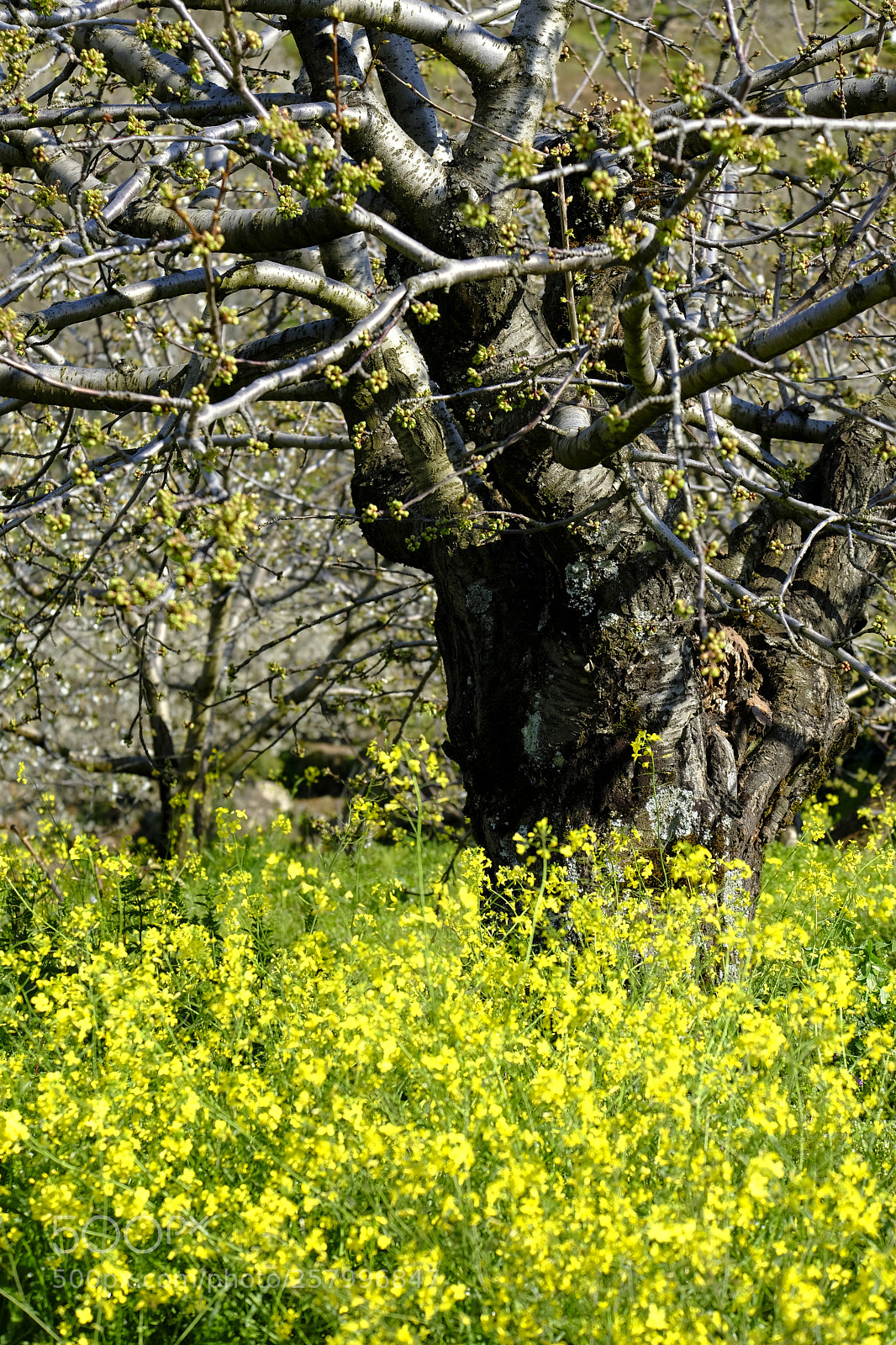 Fujifilm X-T2 sample photo. Cherry blossoms in spain photography