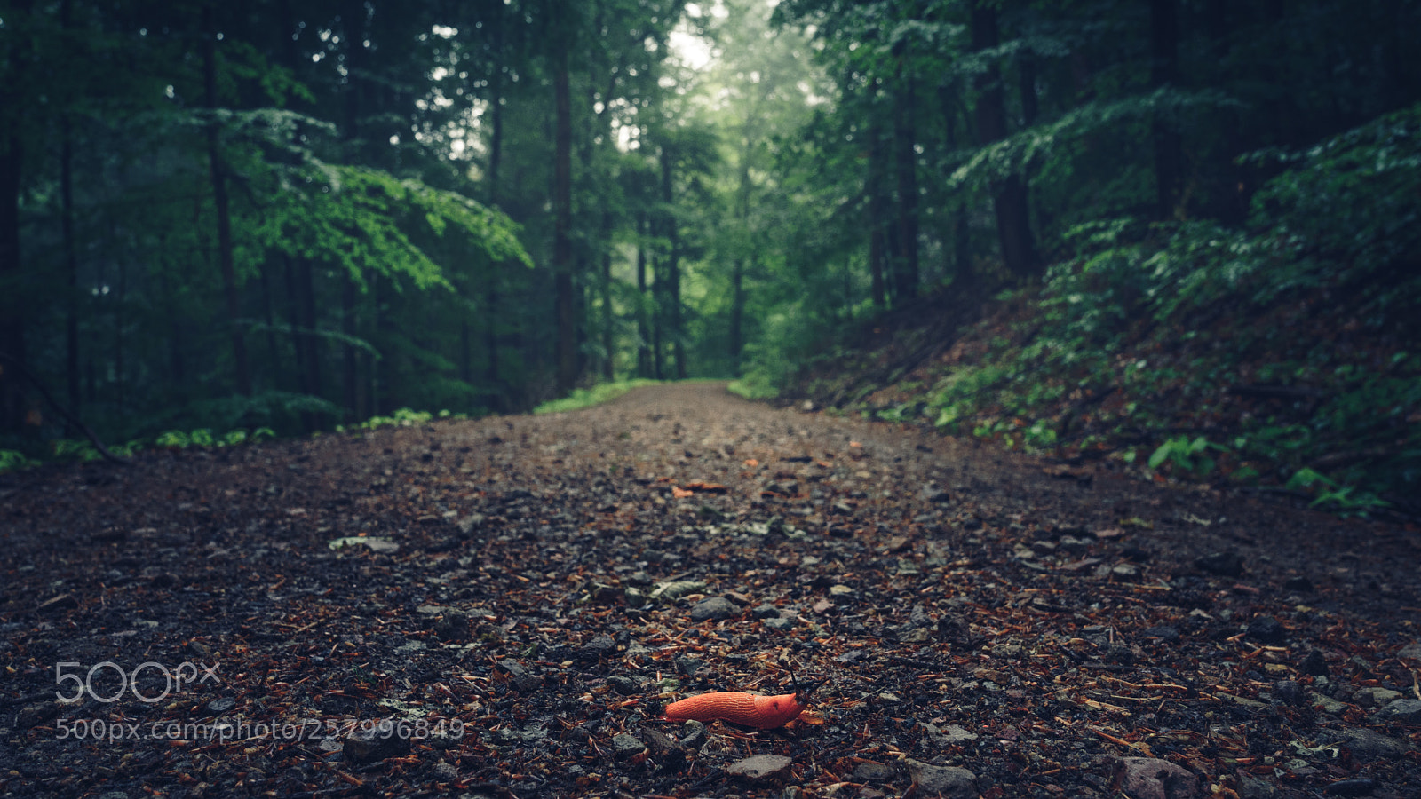 Sony a7R II sample photo. You shall not pass!! photography