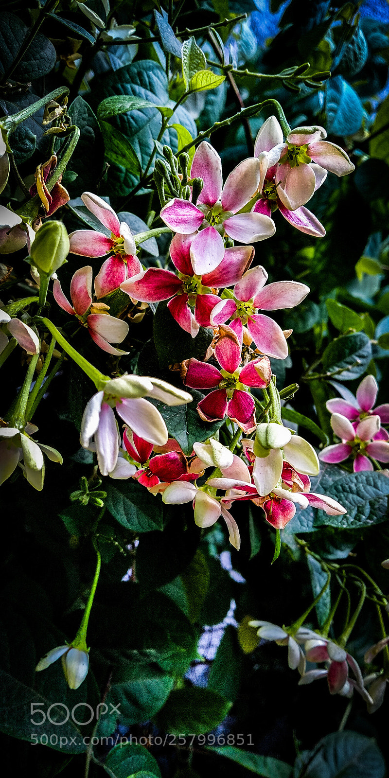 Xiaomi Redmi Note 5 sample photo. Untitled photography