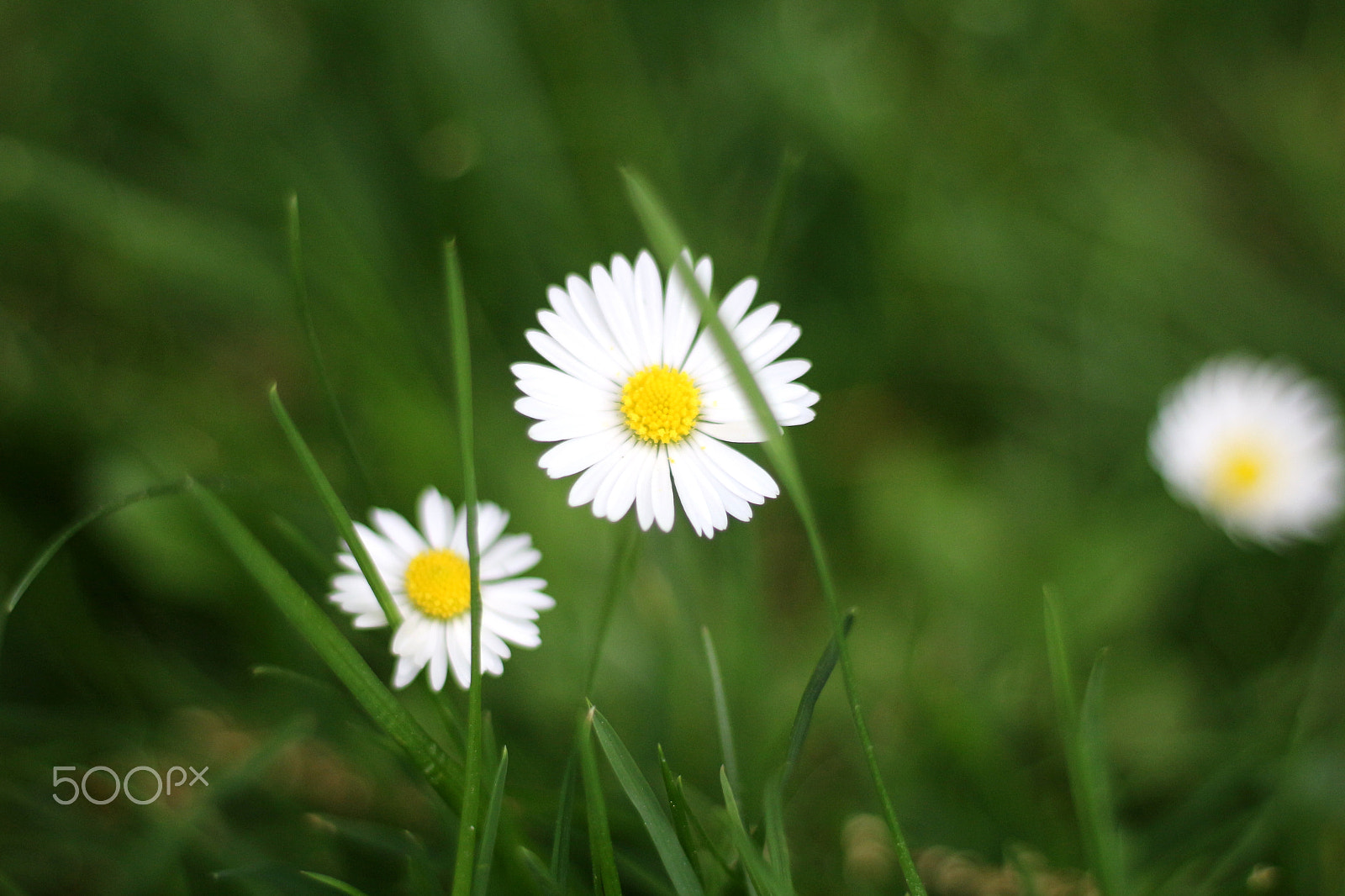Canon EOS 100D (EOS Rebel SL1 / EOS Kiss X7) + Canon EF 50mm F1.8 STM sample photo. Bellis perennis (gänseblümchen/daisy) photography