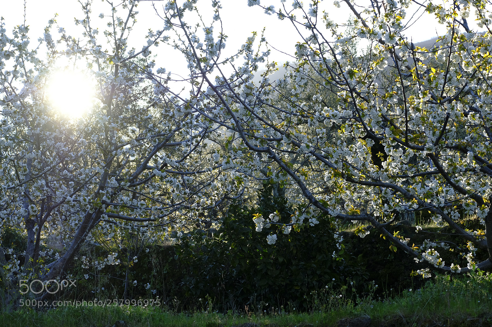 Fujifilm X-T2 sample photo. Cherry blossoms in spain photography