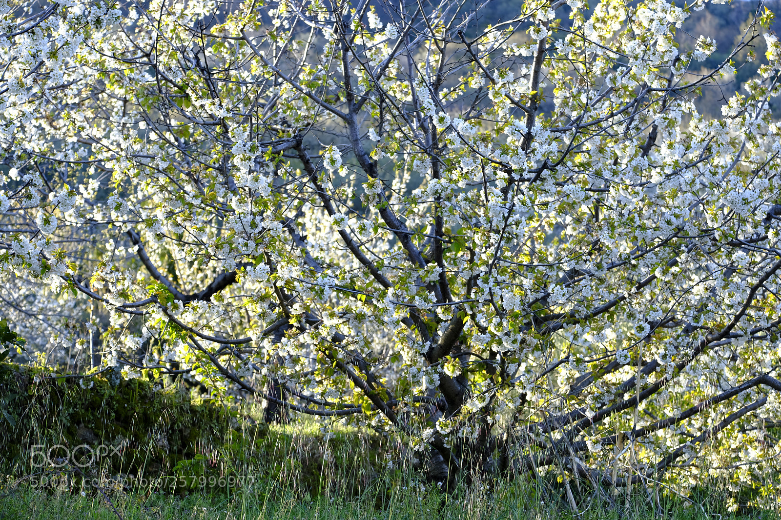 Fujifilm X-T2 sample photo. Cherry blossoms in spain photography