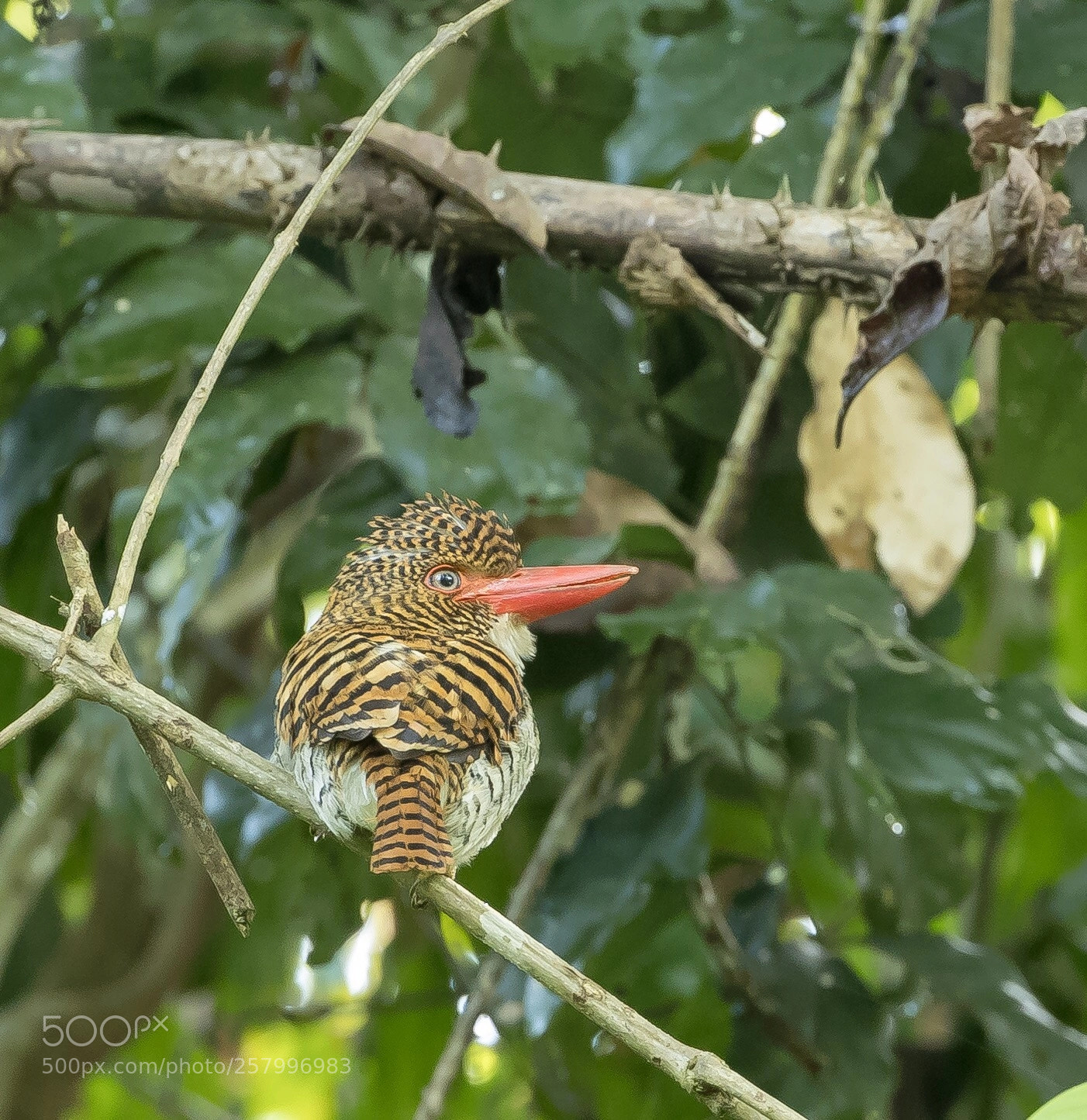 Canon EOS-1D X Mark II sample photo. Banded kingfisher, female kaeng photography