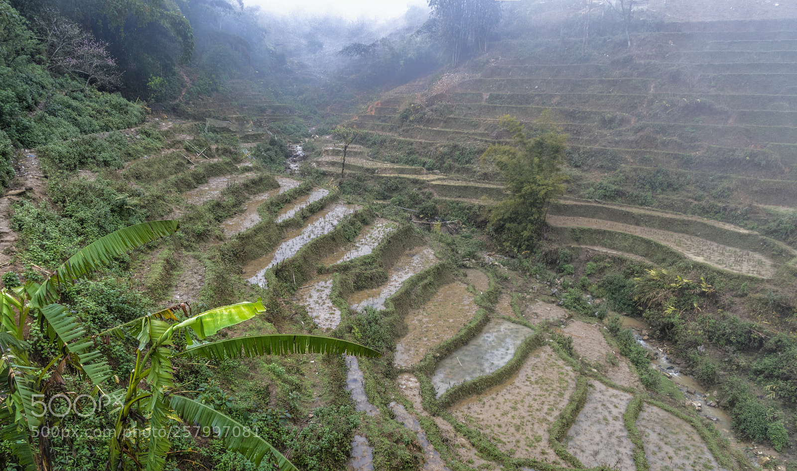 Nikon D500 sample photo. Vietnam, sapa area, rice photography