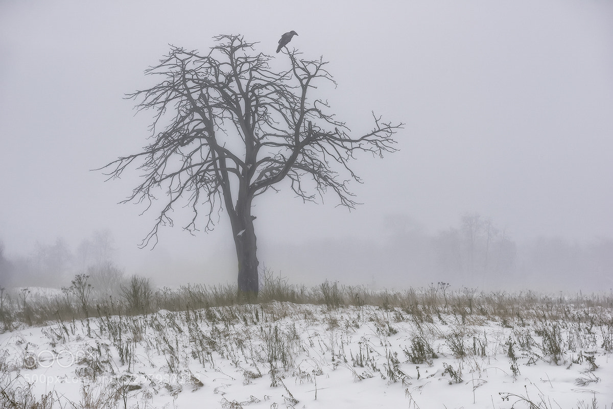 Nikon D600 sample photo. December fog photography