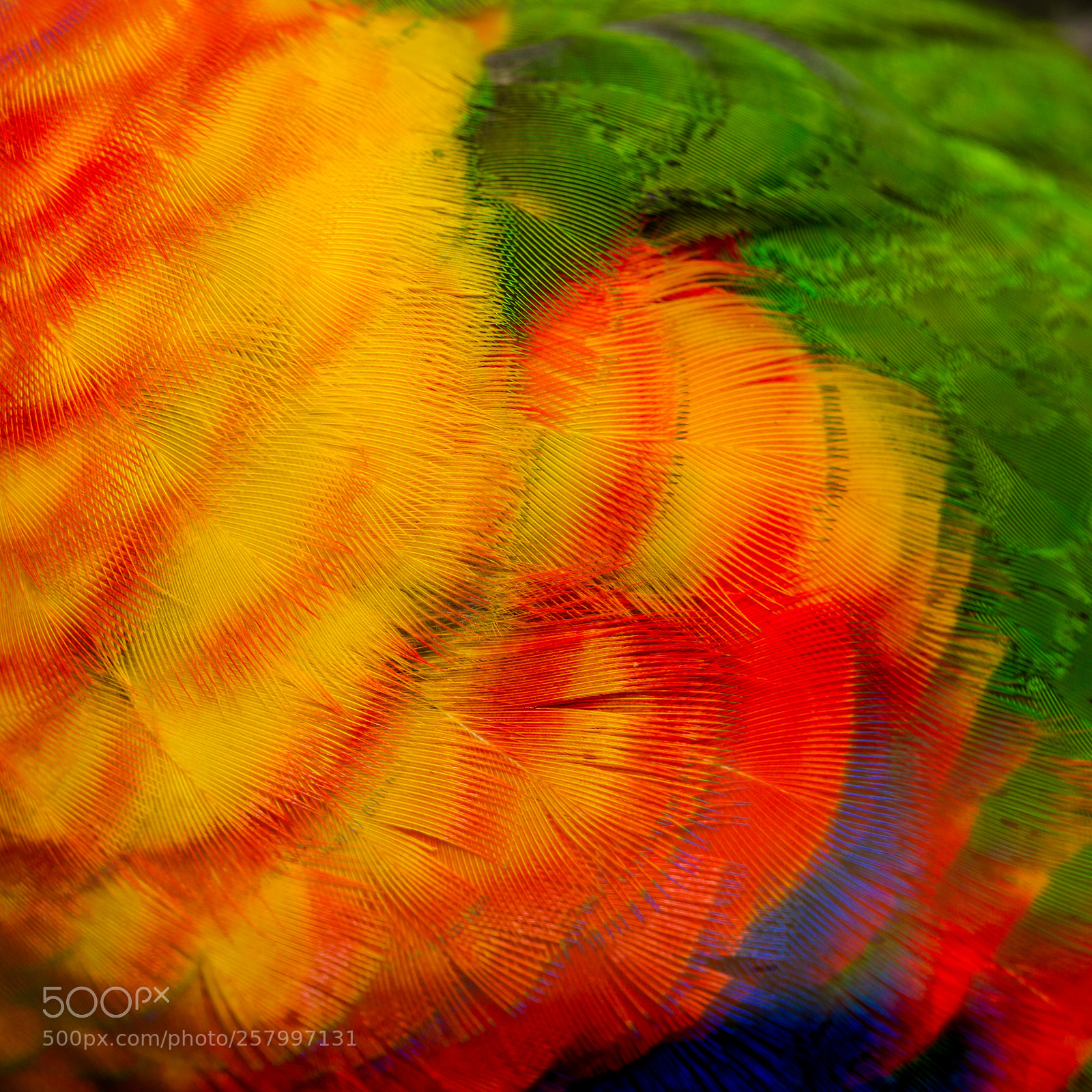 Canon EOS 7D sample photo. Rainbow lorikeet - trichoglossus photography
