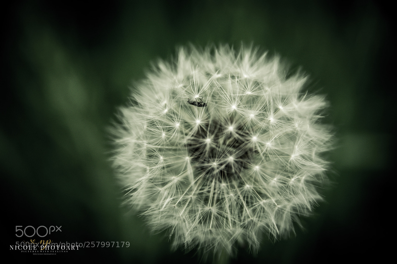 Nikon D7100 sample photo. Pustemich photography
