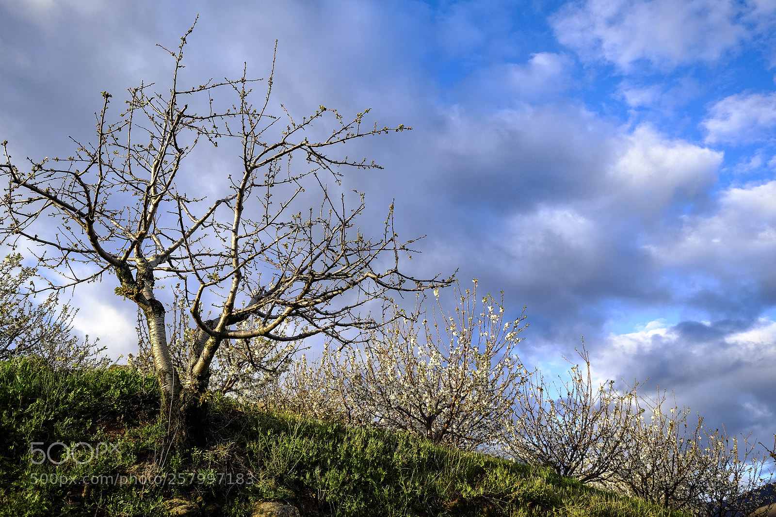 Fujifilm X-T10 sample photo. Cherry blossoms in spain photography