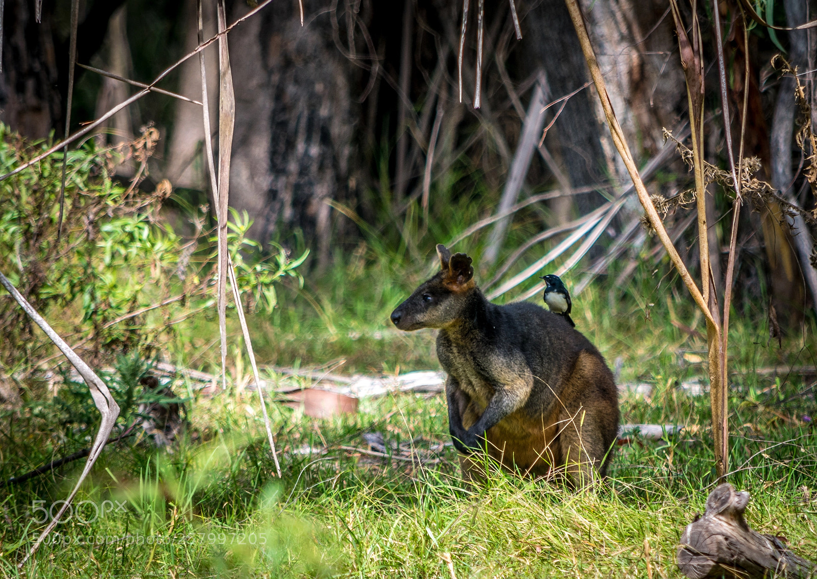 Nikon D5300 sample photo. Wild life brogo nsw photography