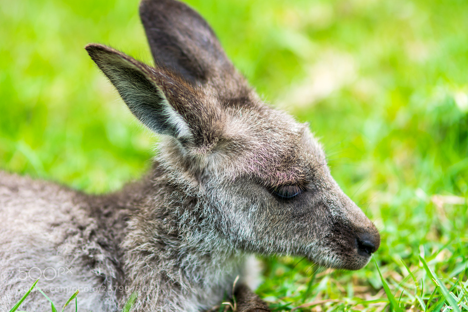 Nikon D5300 sample photo. Wild life brogo nsw photography
