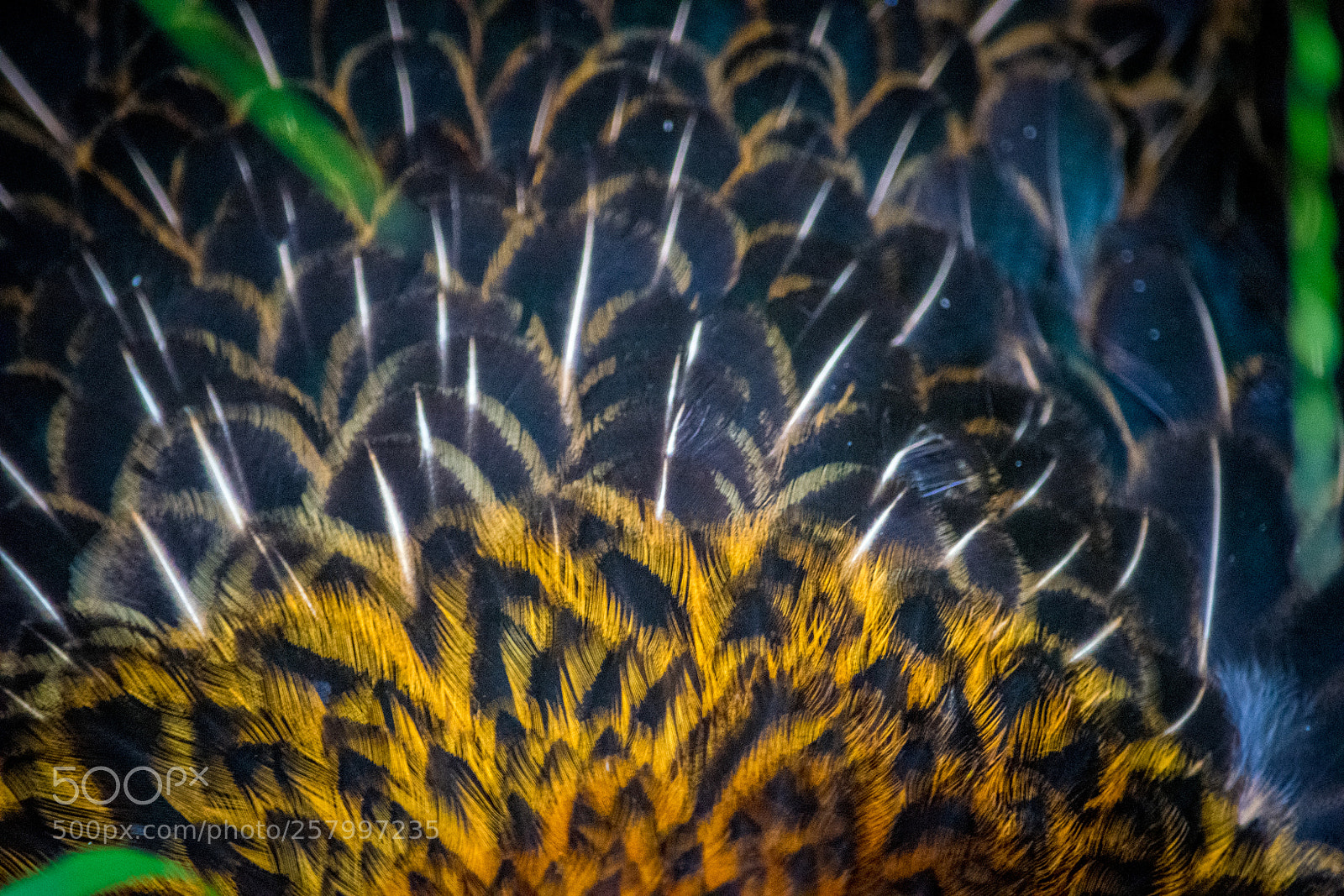 Nikon D5300 sample photo. Wild life brogo nsw photography