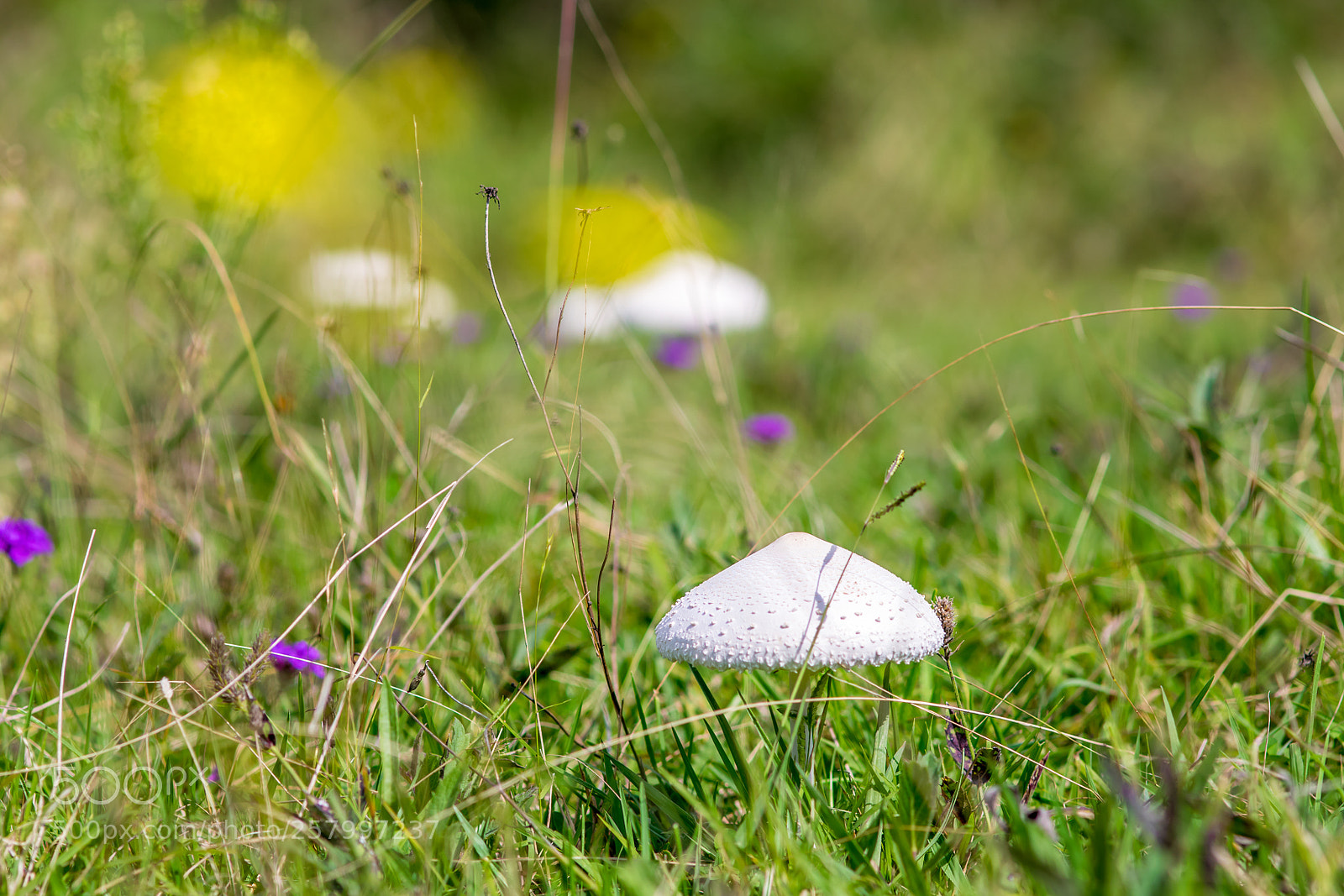 Nikon D5300 sample photo. Wild life brogo nsw photography