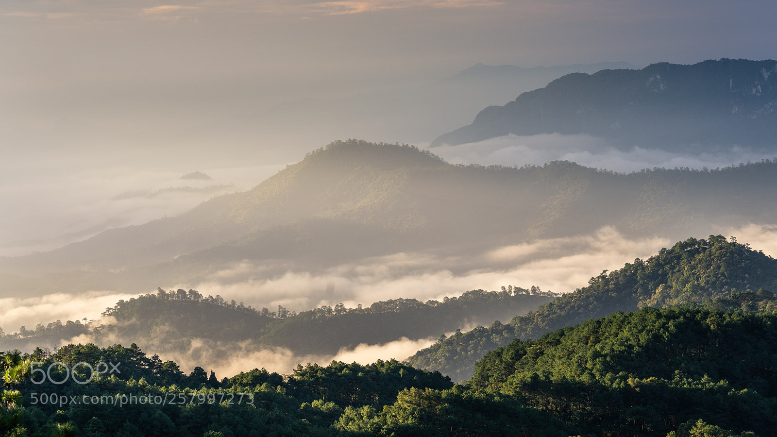 Sony a7 III sample photo. Golden fog photography