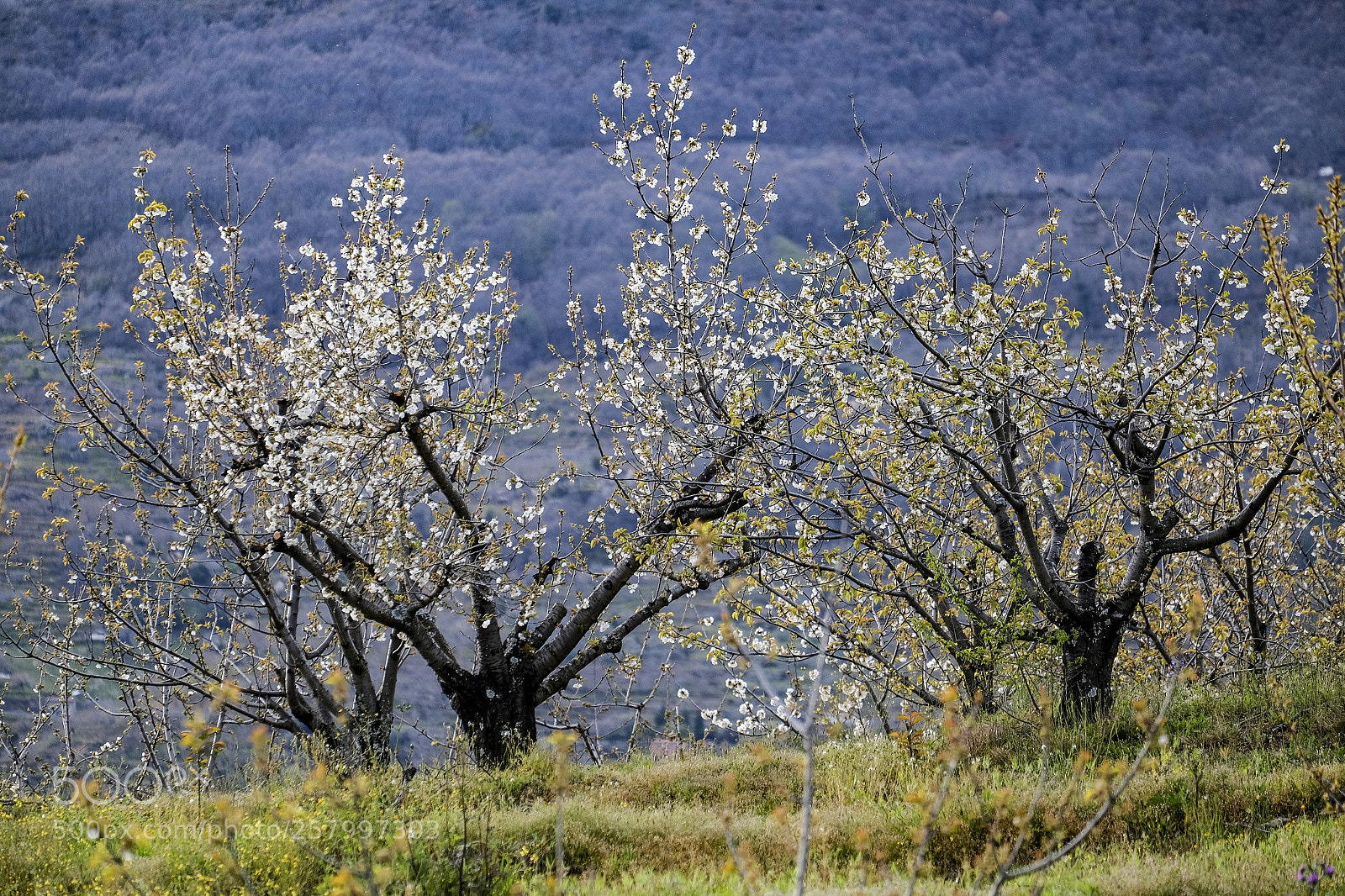 Fujifilm X-T10 sample photo. Cherry blossoms in spain photography