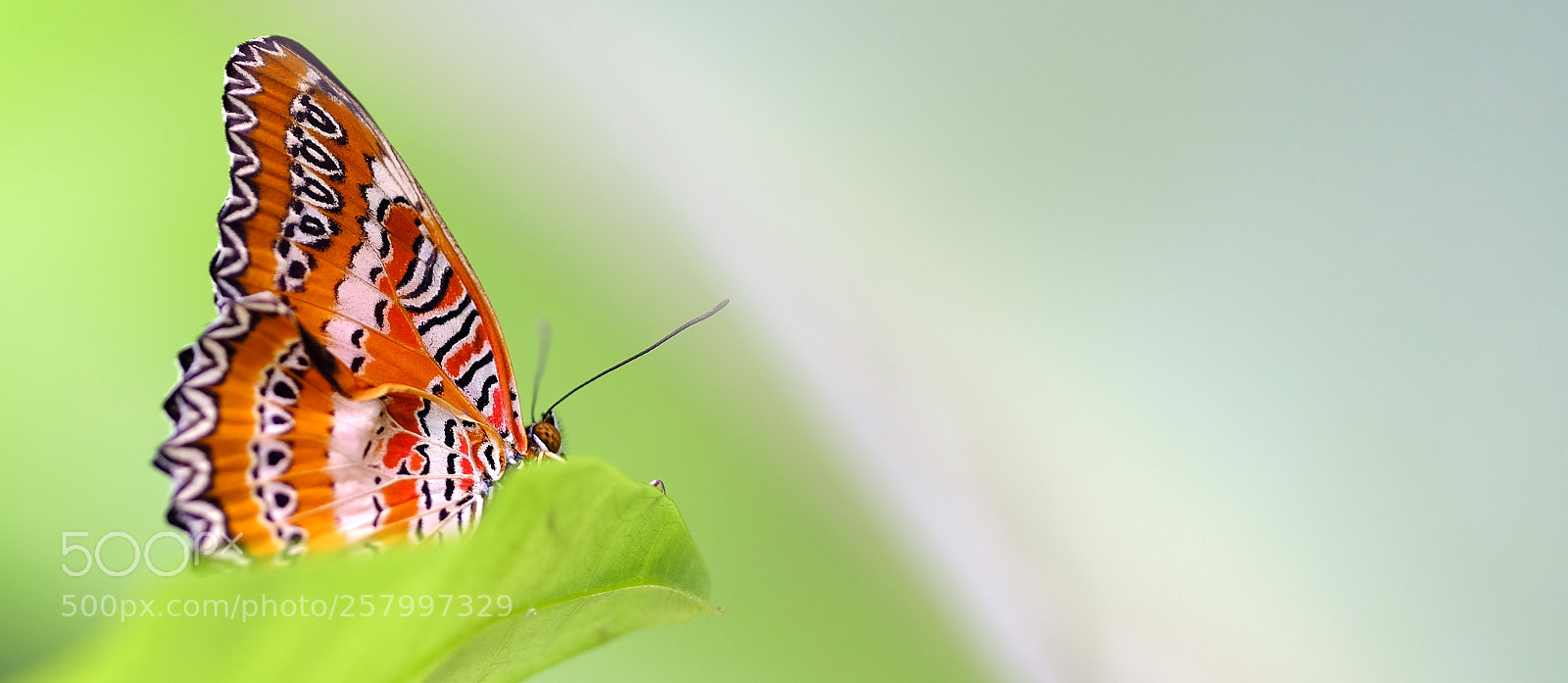 Fujifilm X-H1 sample photo. Joyful patterns photography