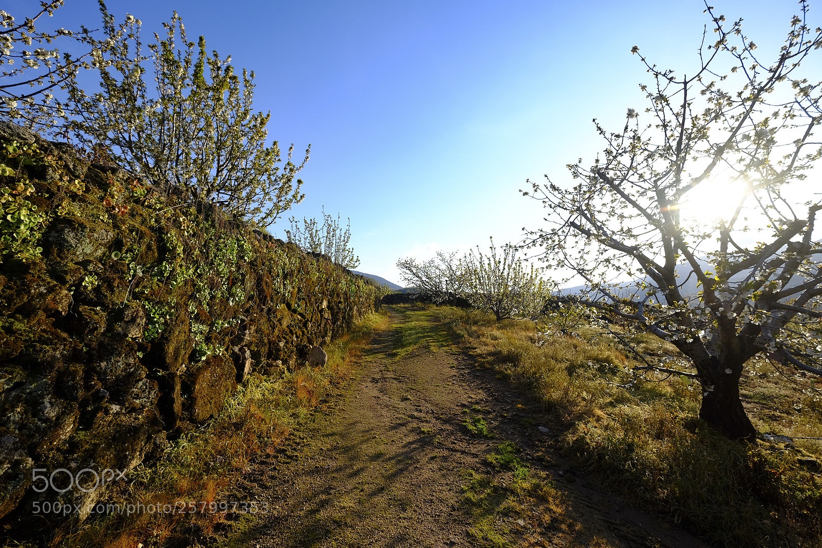 Fujifilm X-T10 sample photo. Cherry blossoms in spain photography