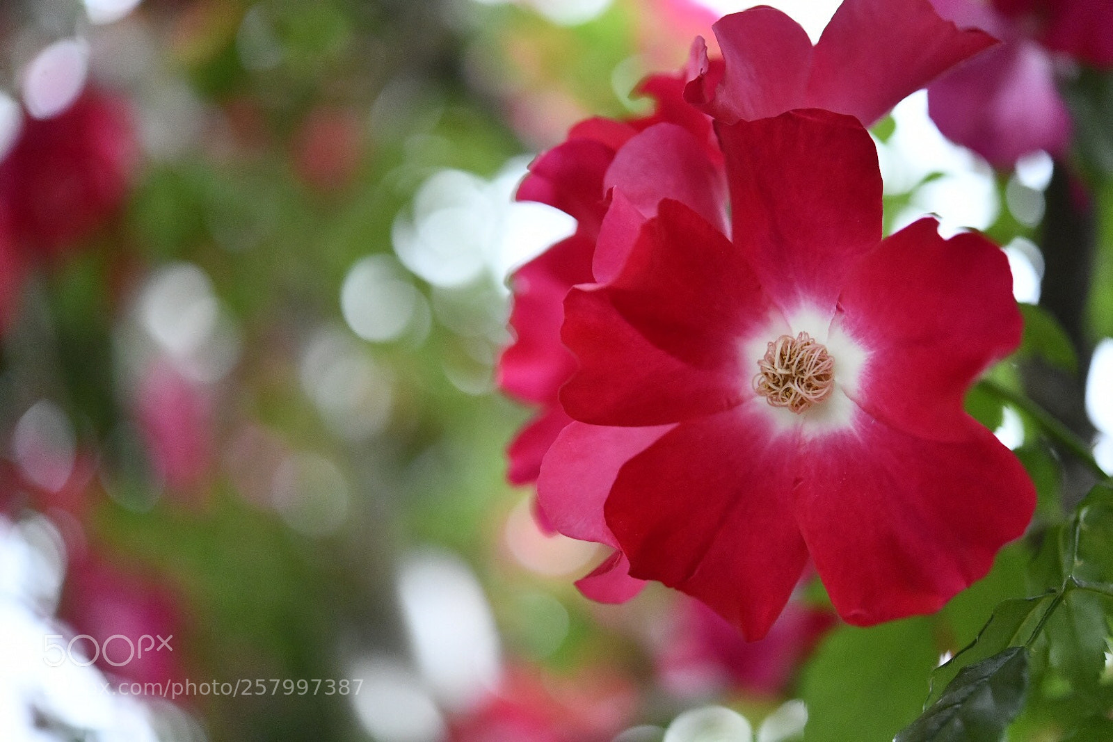 Nikon D850 sample photo. Untitled photography