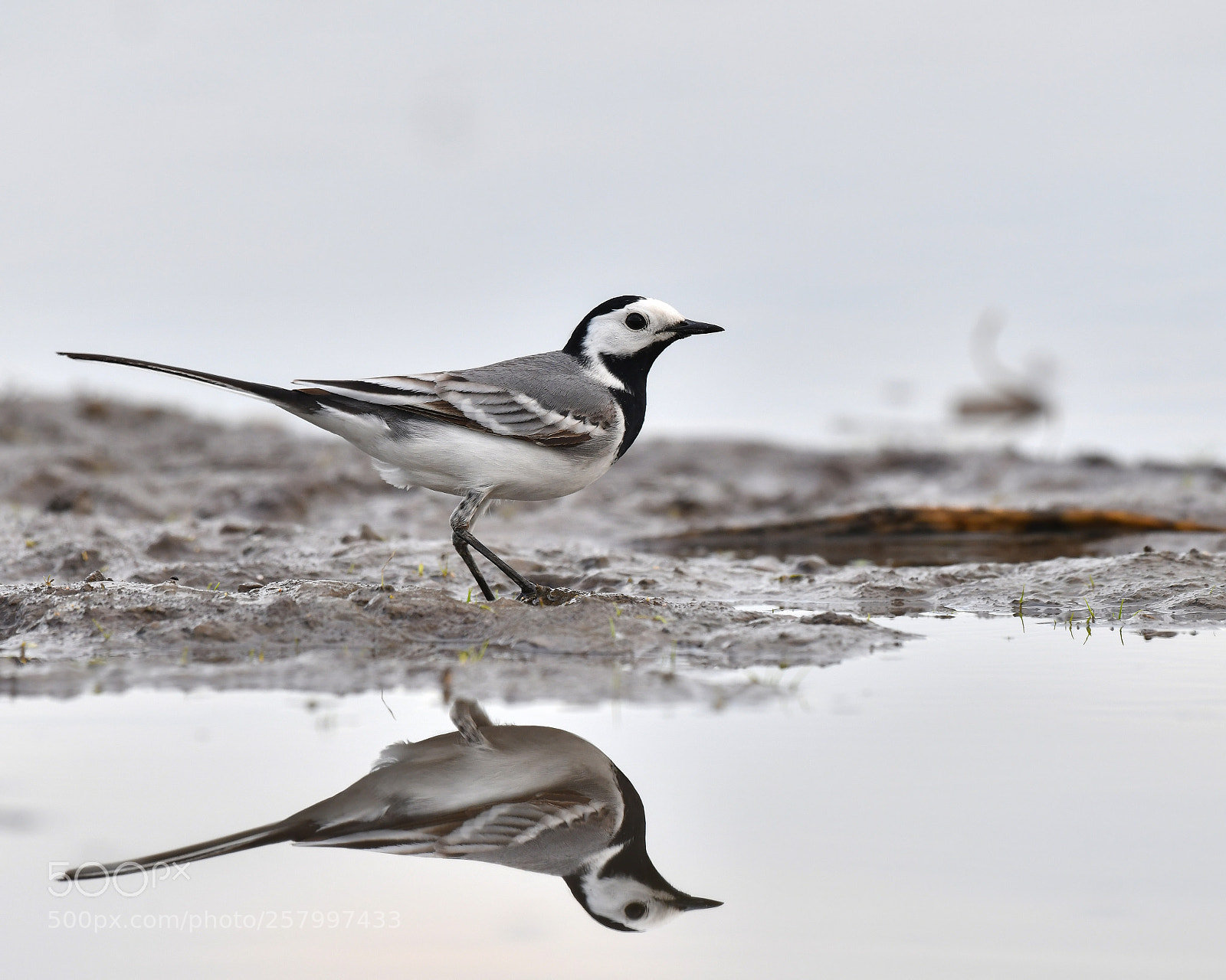 Nikon D850 sample photo. White wagtail photography