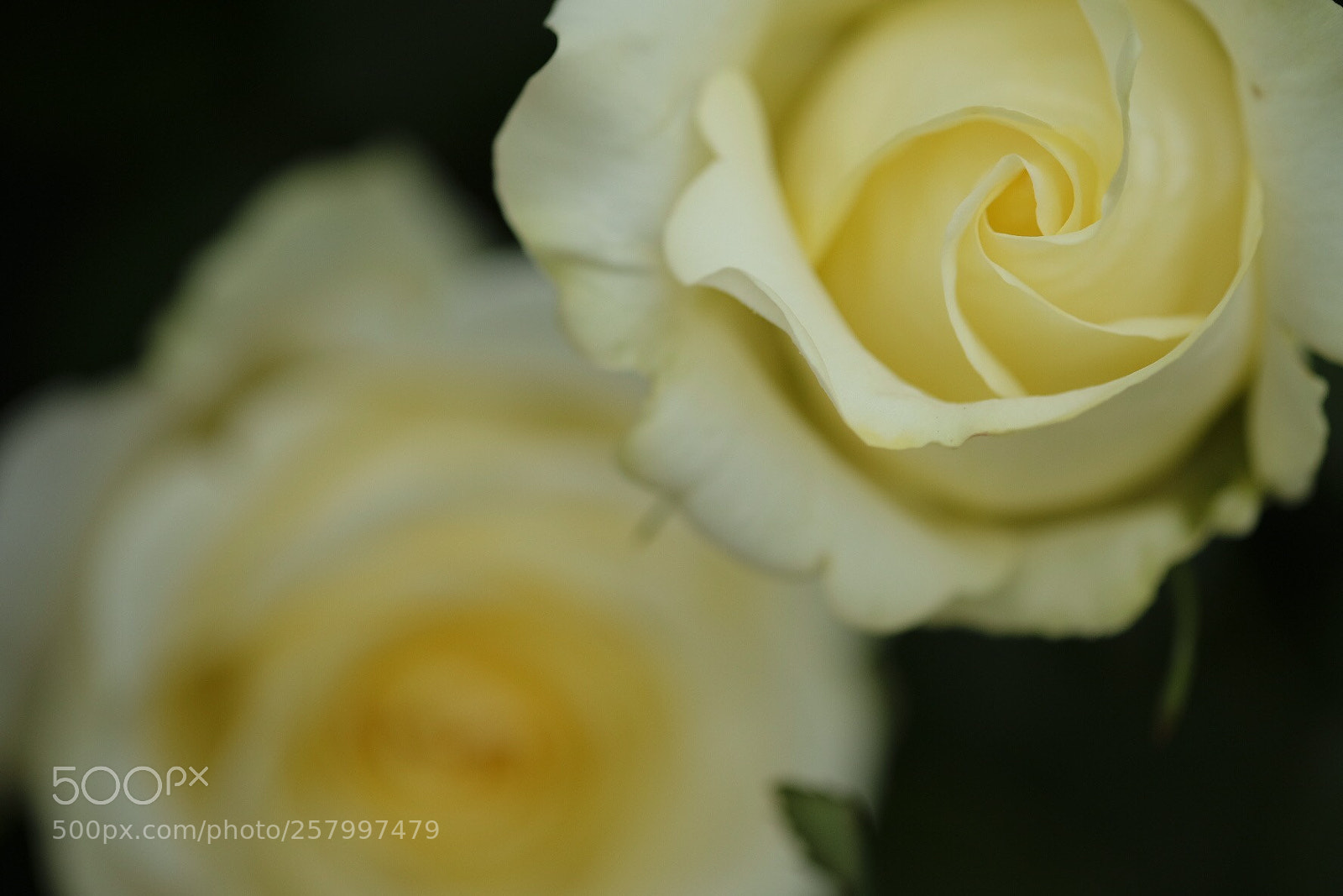 Fujifilm X-Pro2 sample photo. Untitled photography