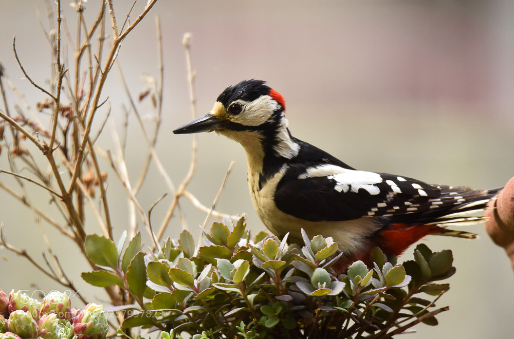 Nikon D750 sample photo. Great spotted woodpecker photography