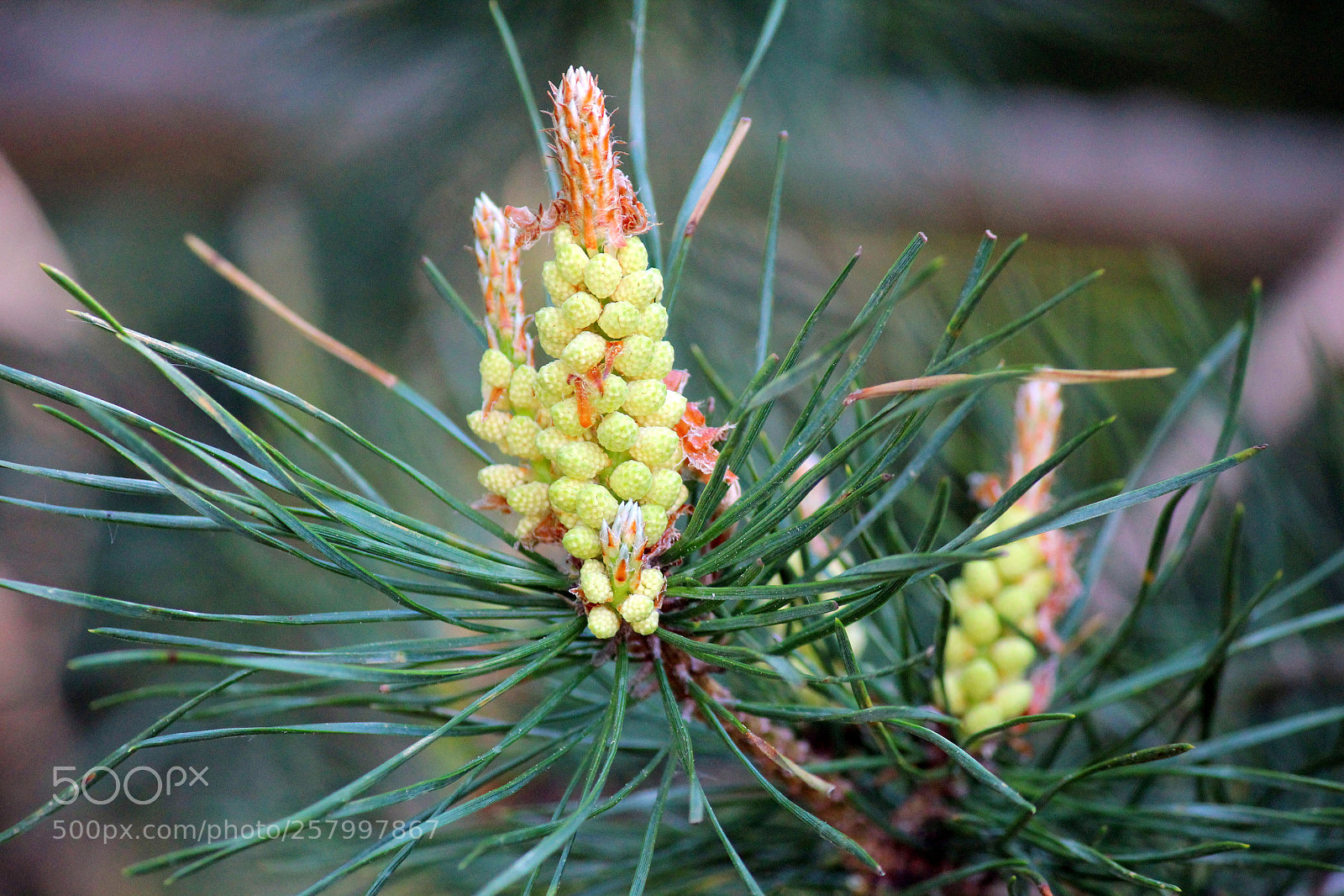 Canon EOS 600D (Rebel EOS T3i / EOS Kiss X5) sample photo. Nature miracles photography