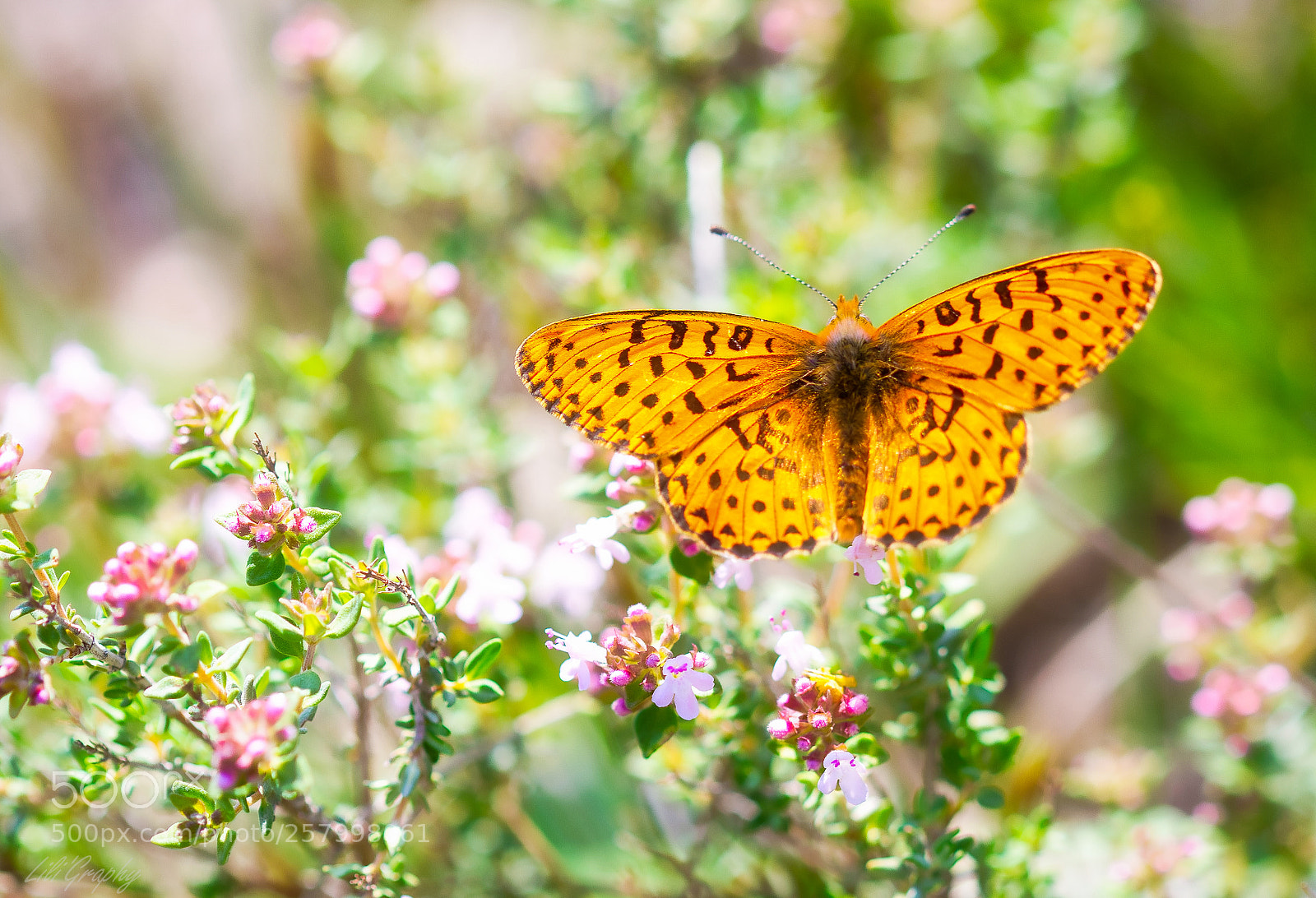 Canon EOS 7D sample photo. Spread wings photography