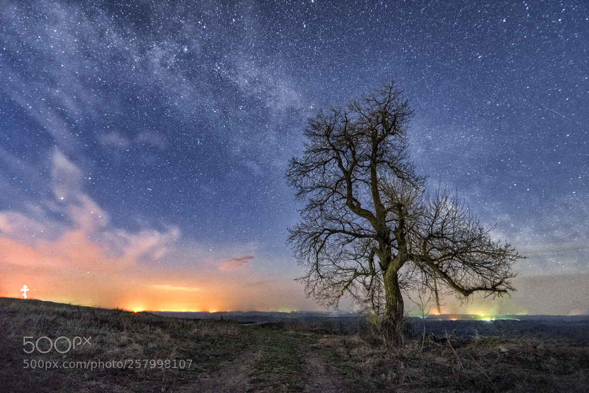 Nikon D600 sample photo. With the cosmos alone photography