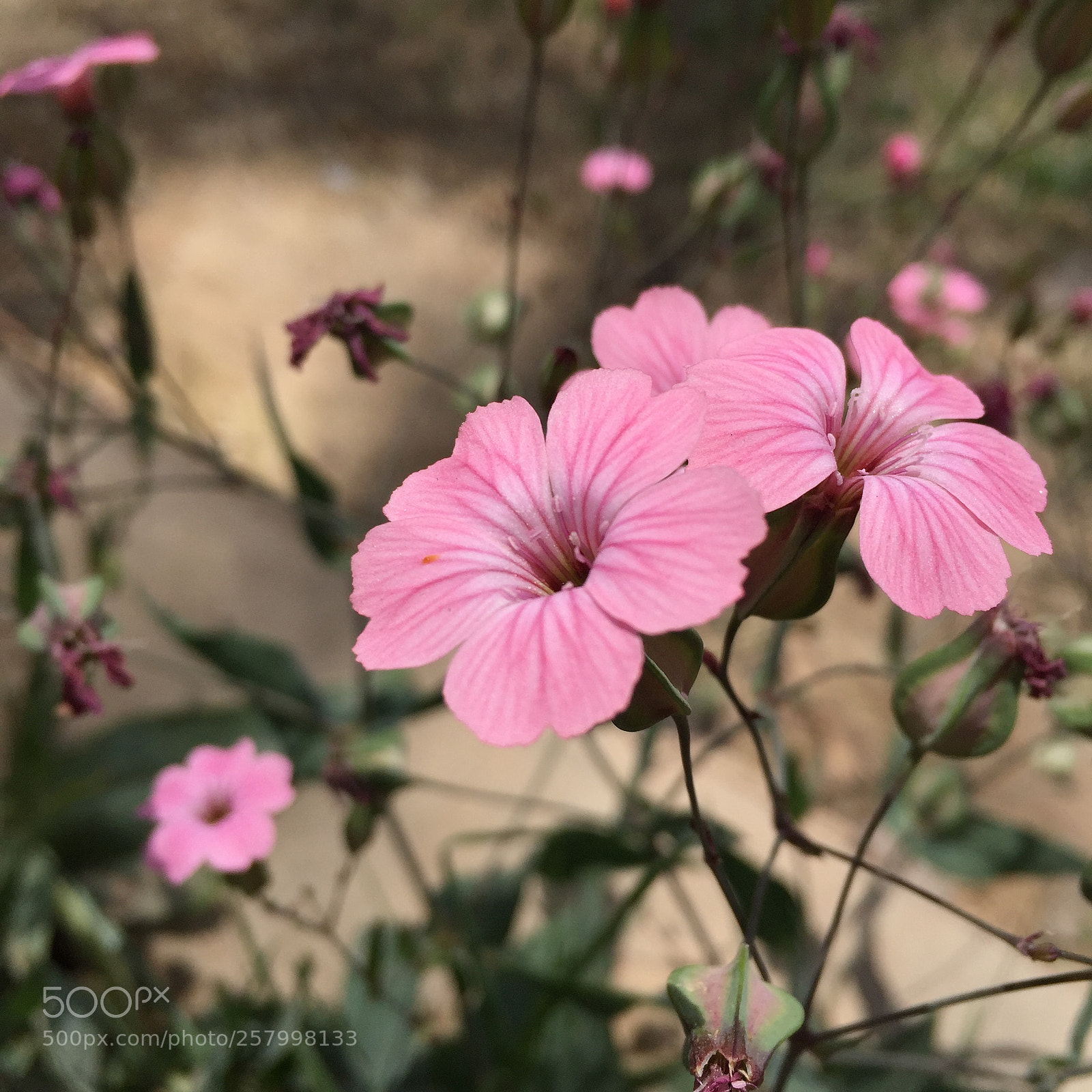 Apple iPhone 6 sample photo. 内敛 photography