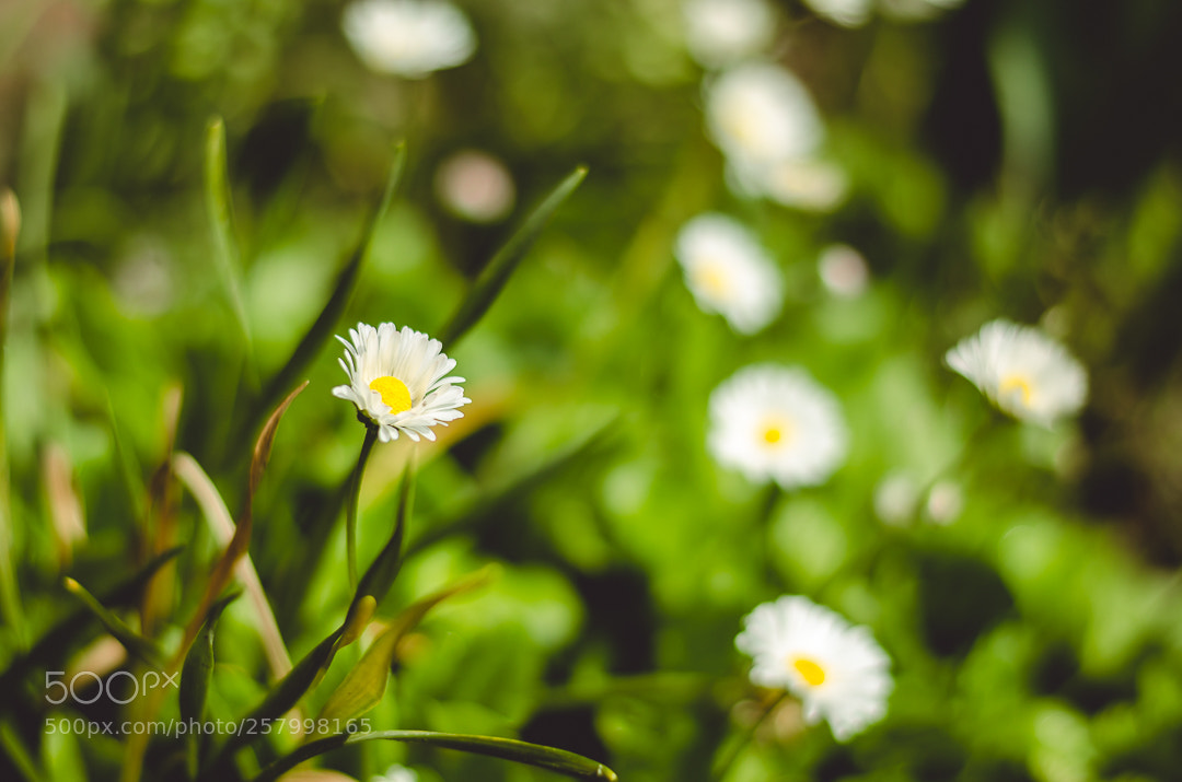 Nikon D5100 sample photo. Flower_20 photography