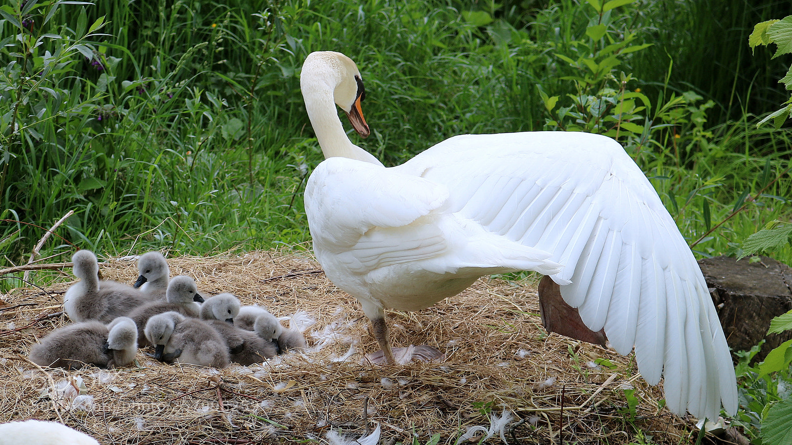 Canon EOS 750D (EOS Rebel T6i / EOS Kiss X8i) sample photo. "safety wings" photography