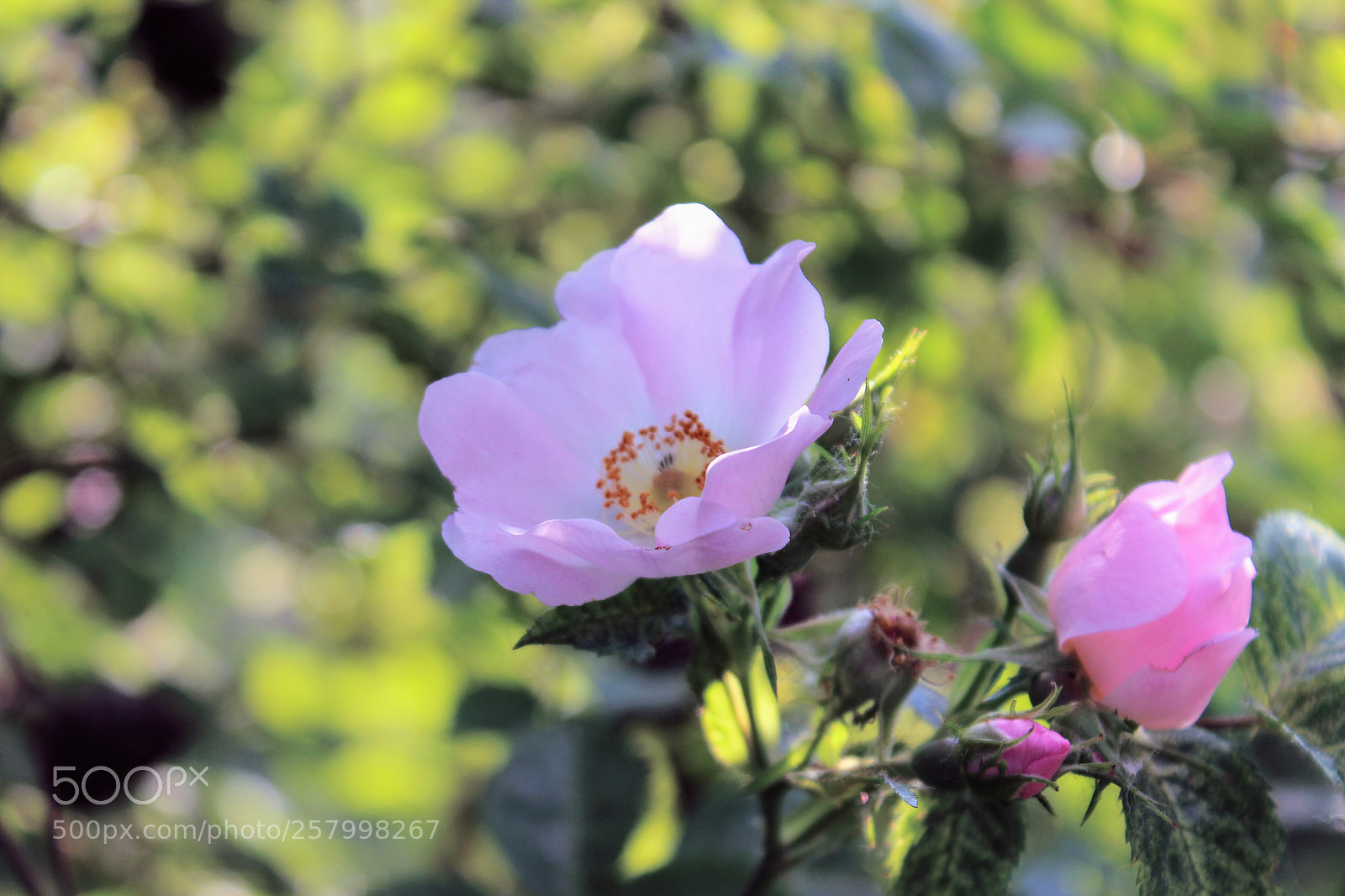 Canon EOS 600D (Rebel EOS T3i / EOS Kiss X5) sample photo. Untitled photography