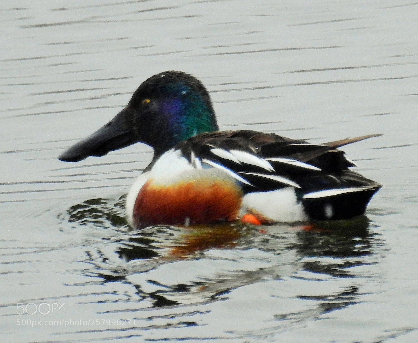 Nikon Coolpix P900 sample photo. Northern shoveler photography