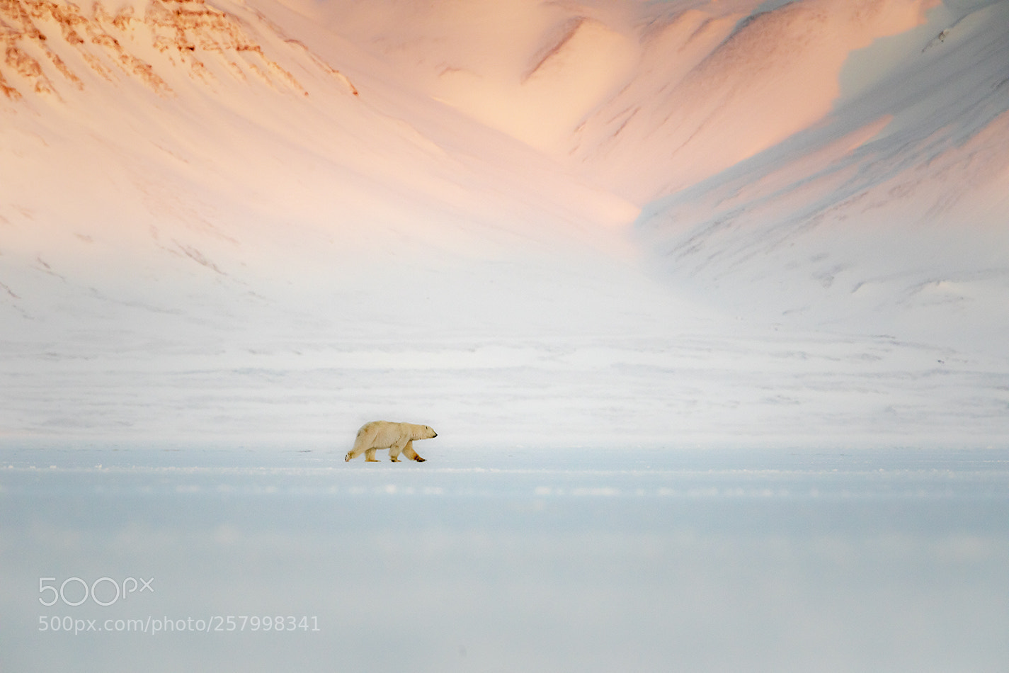 Canon EOS 5D Mark IV sample photo. Polar bear in billefjorden photography