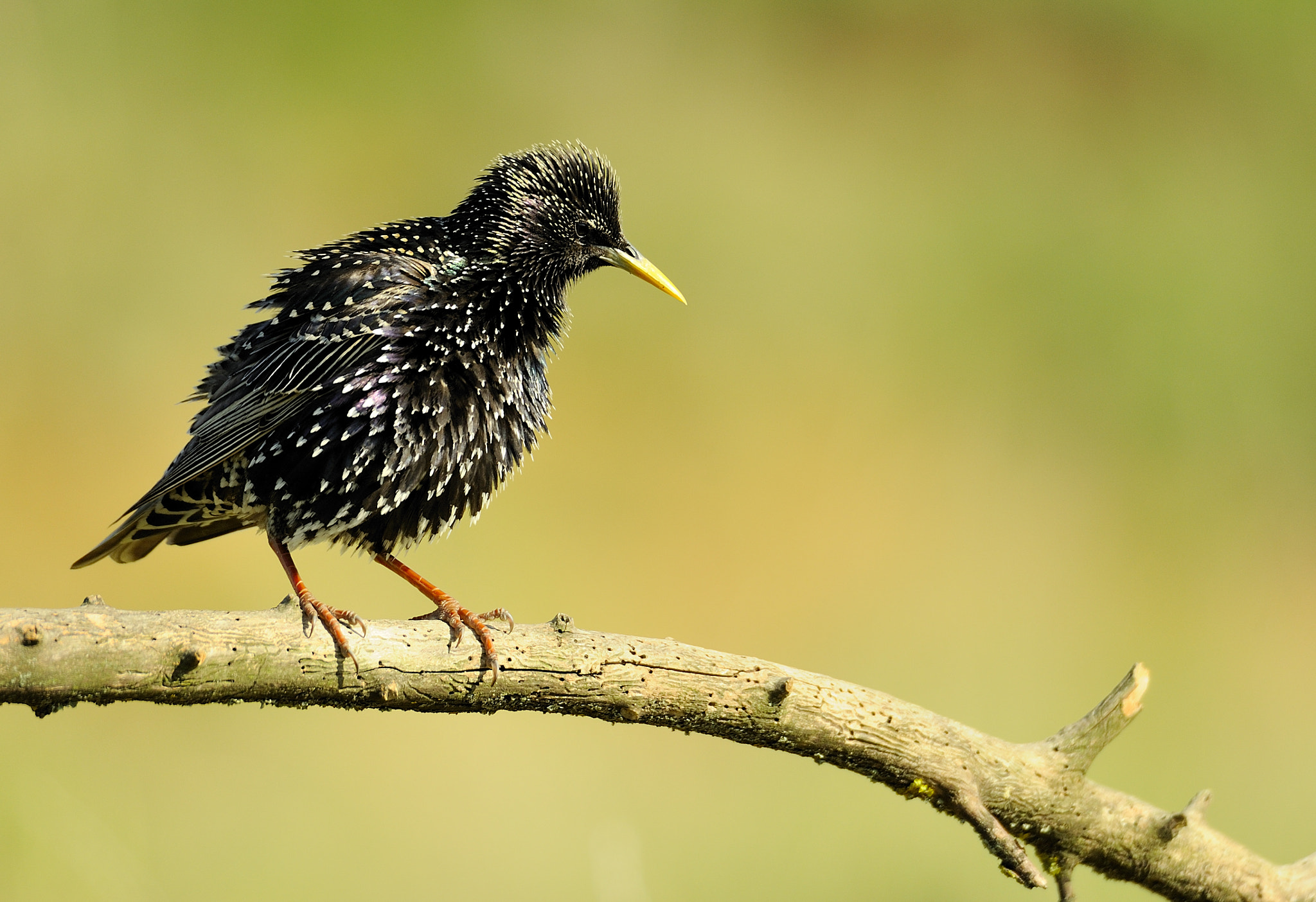 Nikon D700 sample photo. Starling  1602 photography