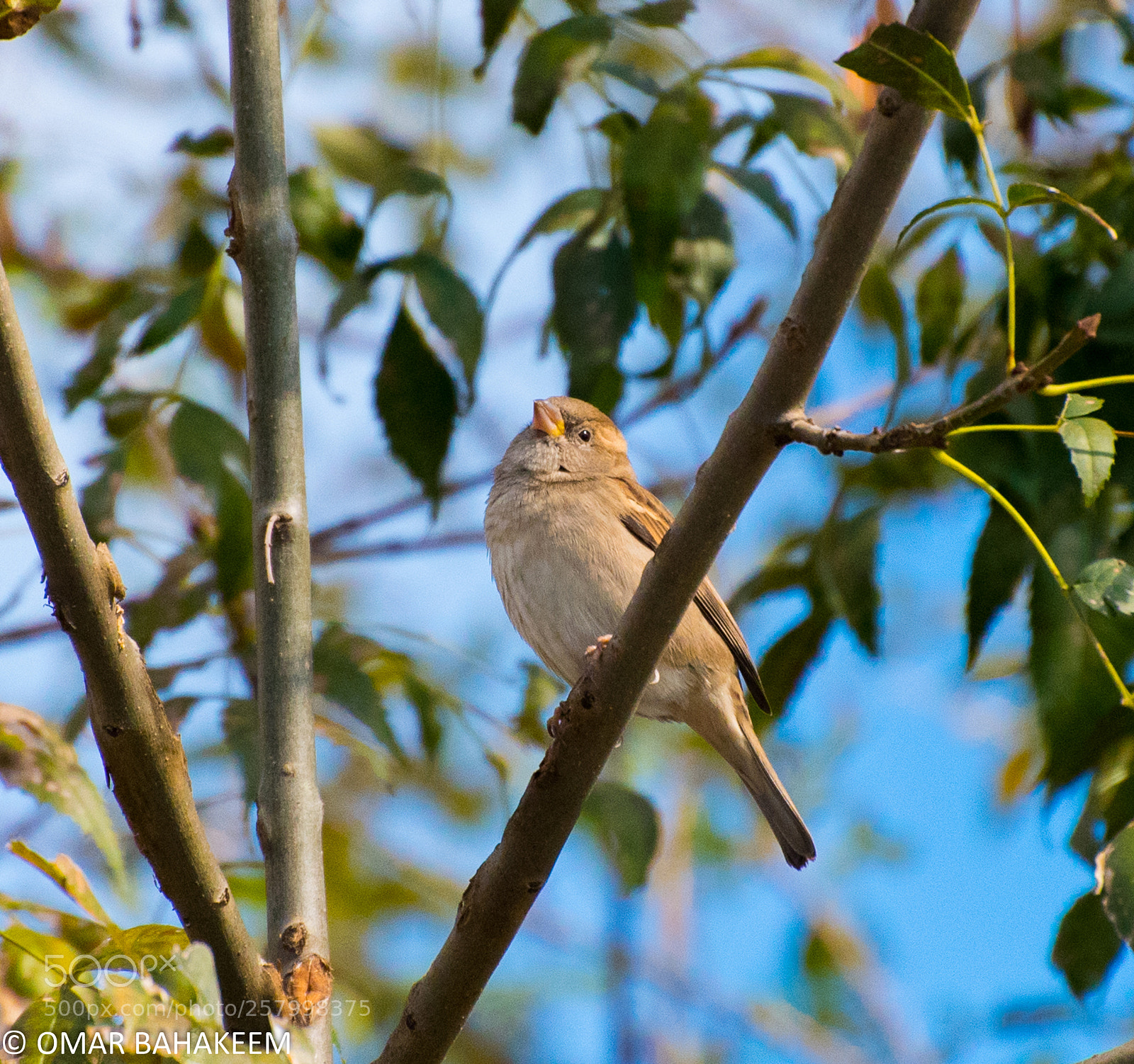 Nikon D750 sample photo. Finch photography