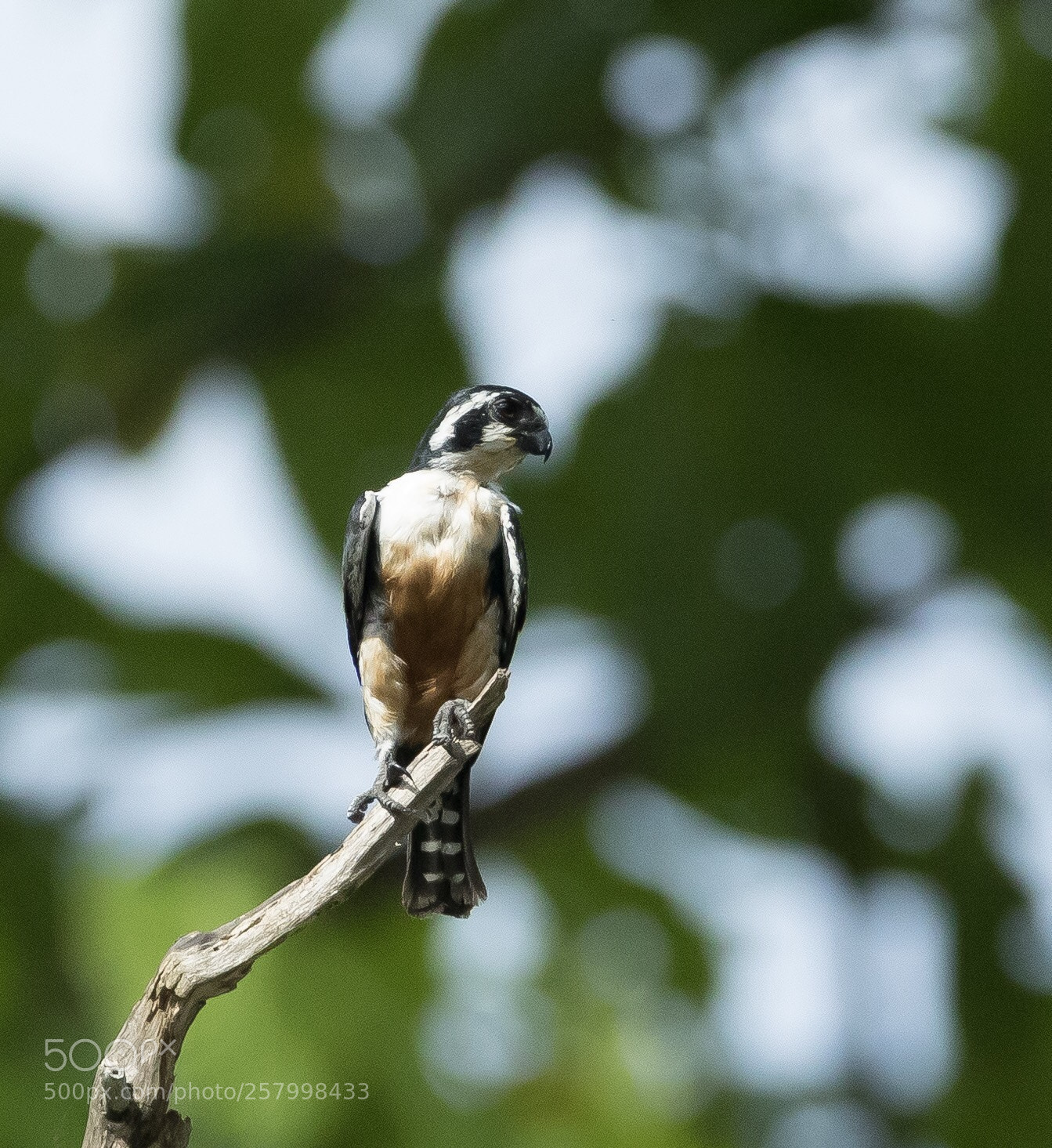 Canon EOS-1D X Mark II sample photo. Black-thighed falconet kaeng krachan photography
