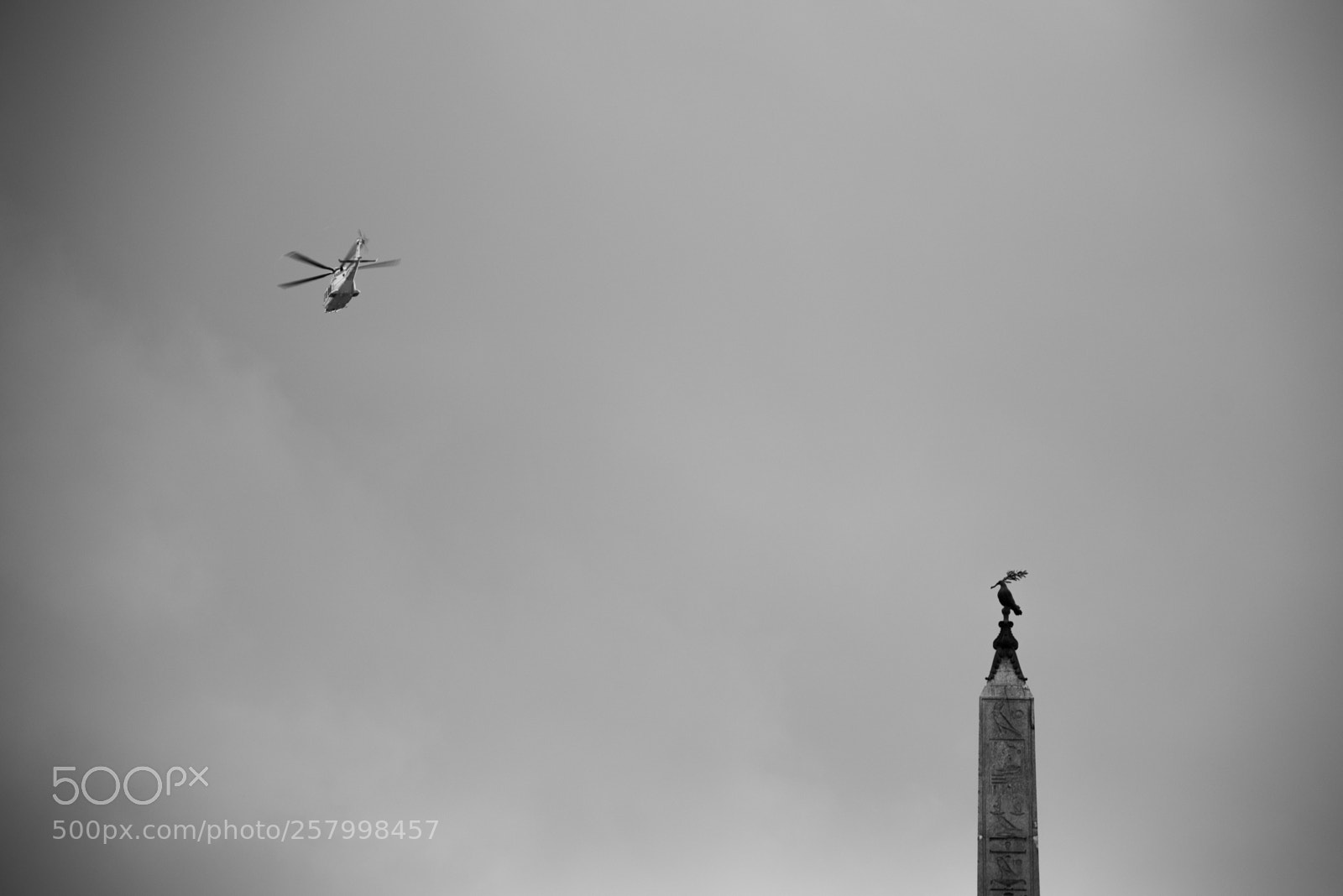 Nikon D750 sample photo. Birds photography