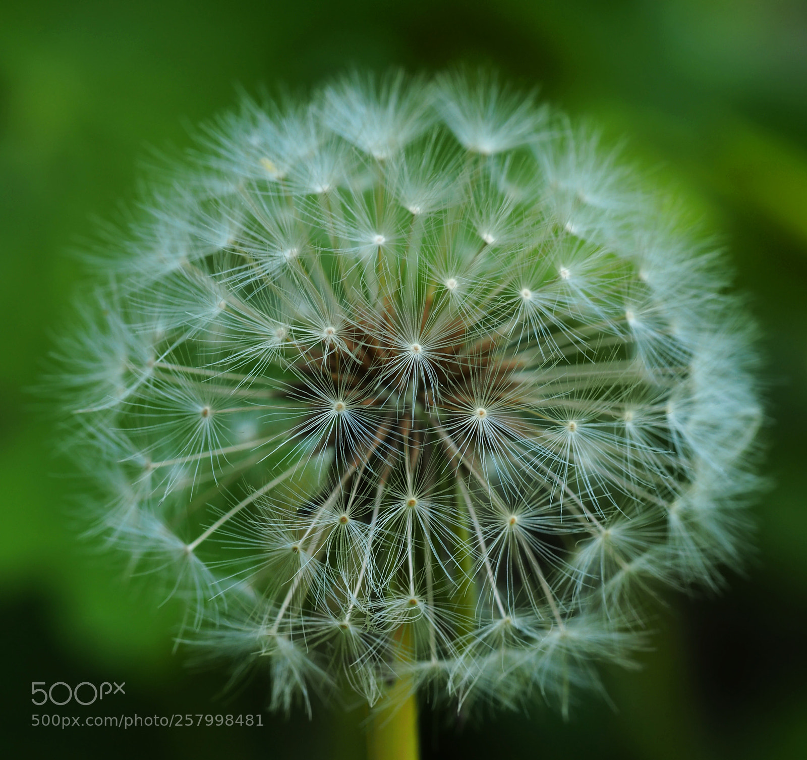 Olympus OM-D E-M5 II sample photo. Dandelion head photography