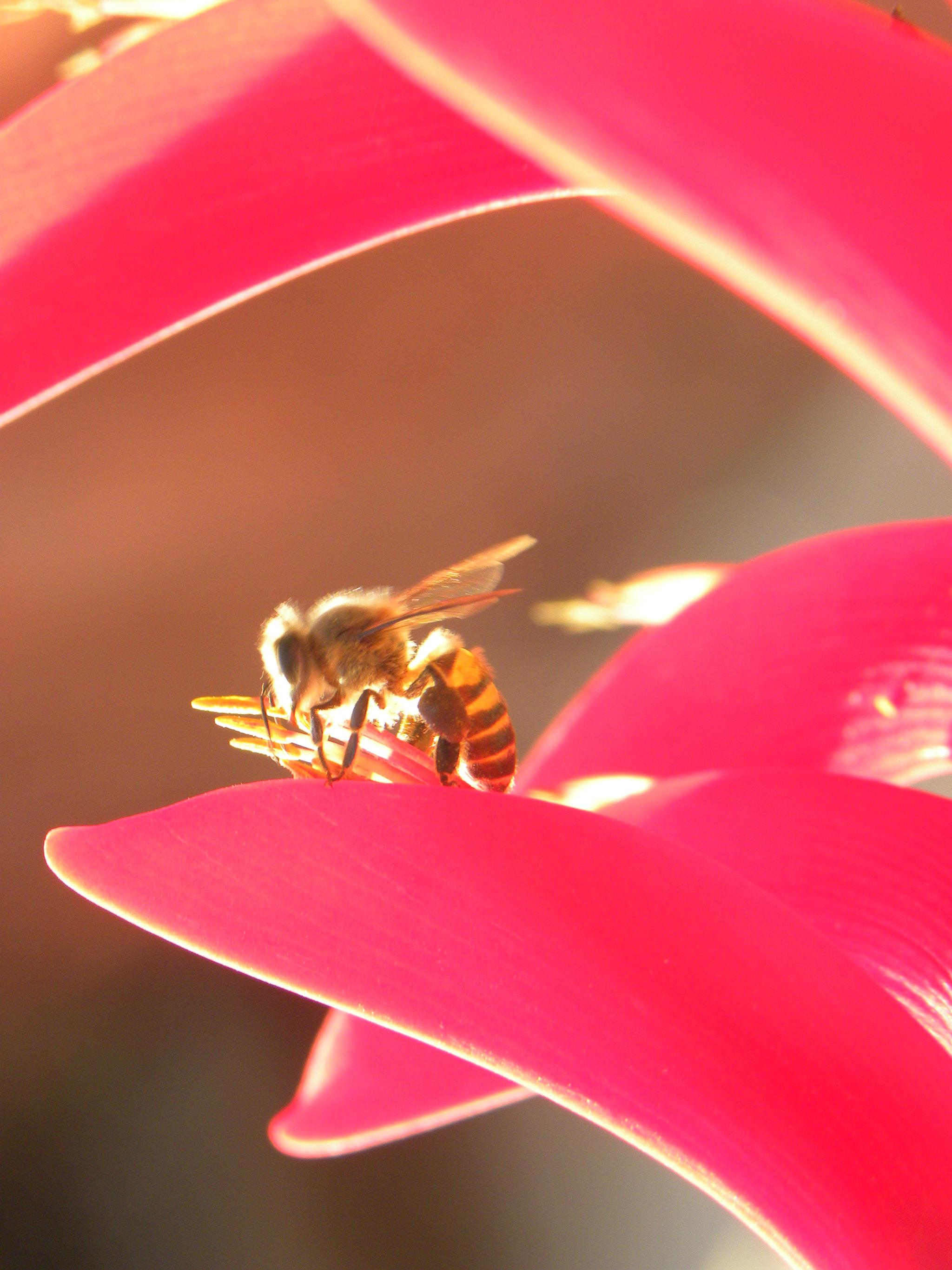 Nikon Coolpix P90 sample photo. Bee on the flower photography
