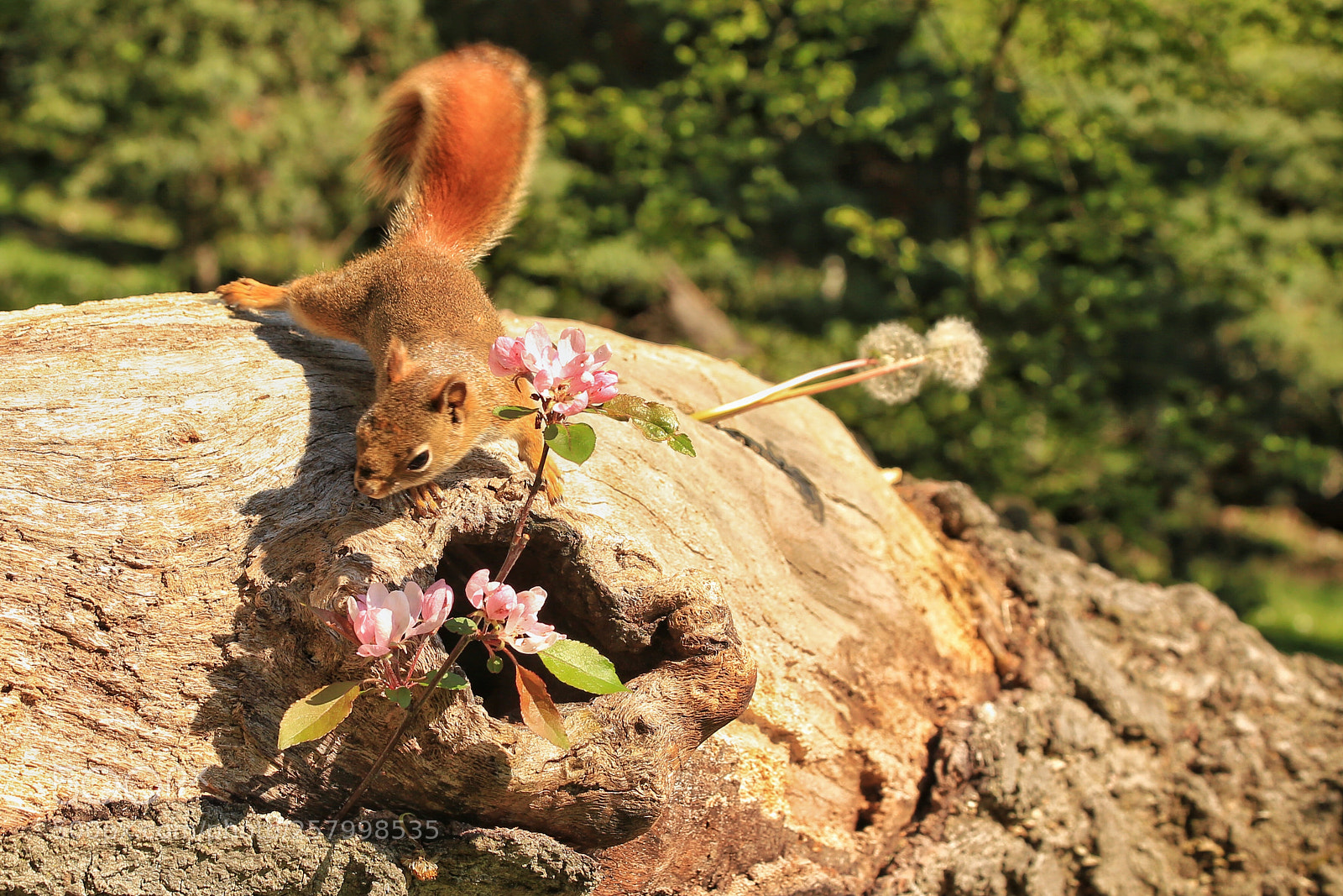 Canon EOS 6D sample photo. Squirrel photography