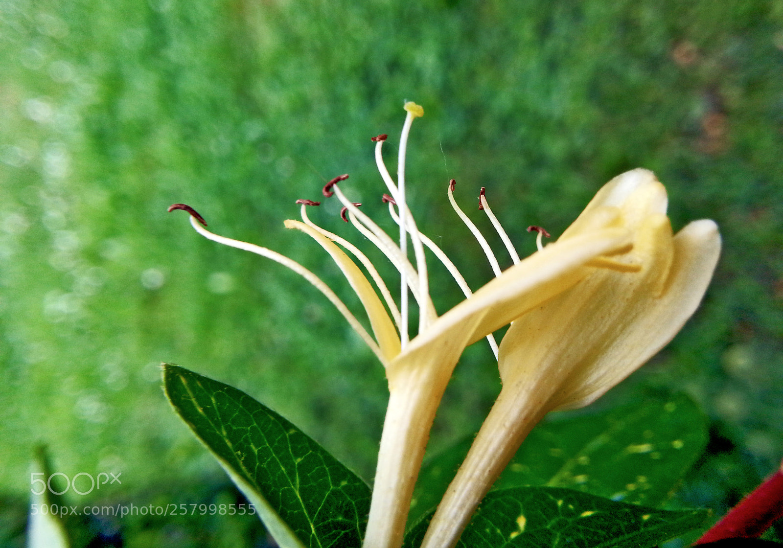 Samsung Galaxy Note2 sample photo. Flower photography